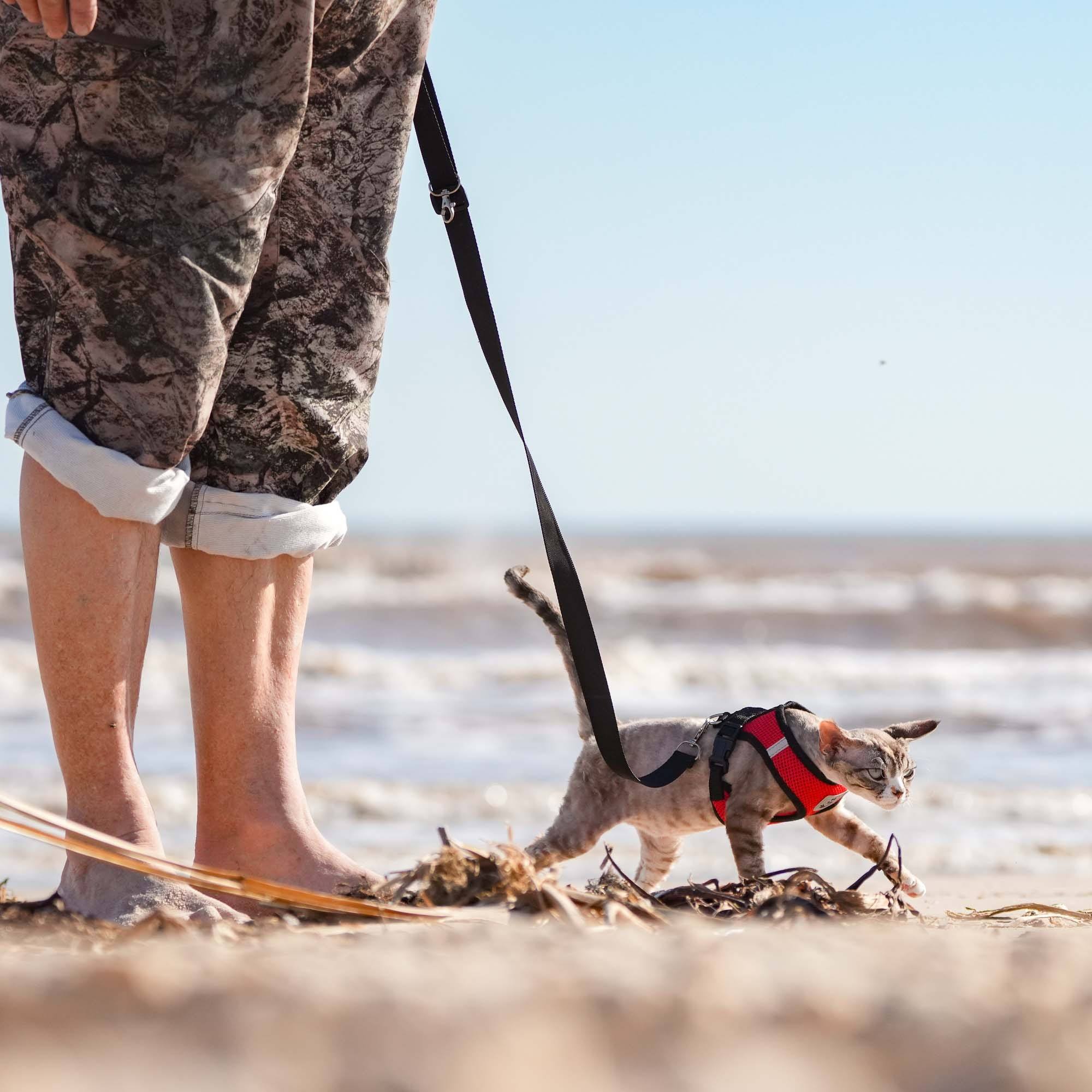 Kasia,  girl, born 07.02.2025. Devon Rex Pixie Cattery