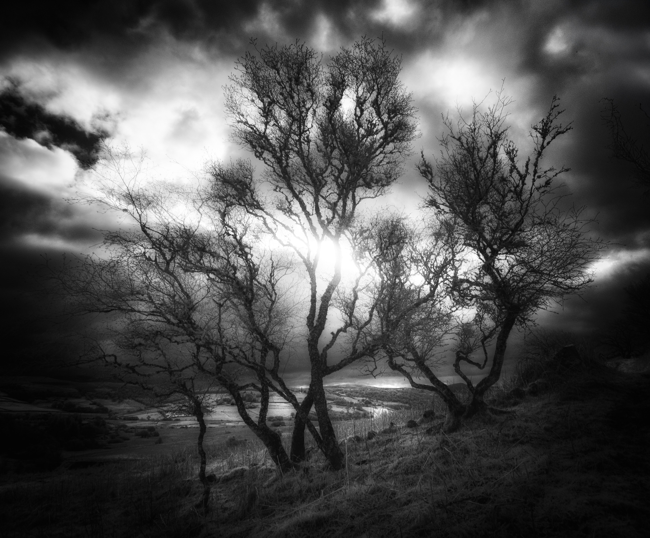 Trees. Infrared Scotland