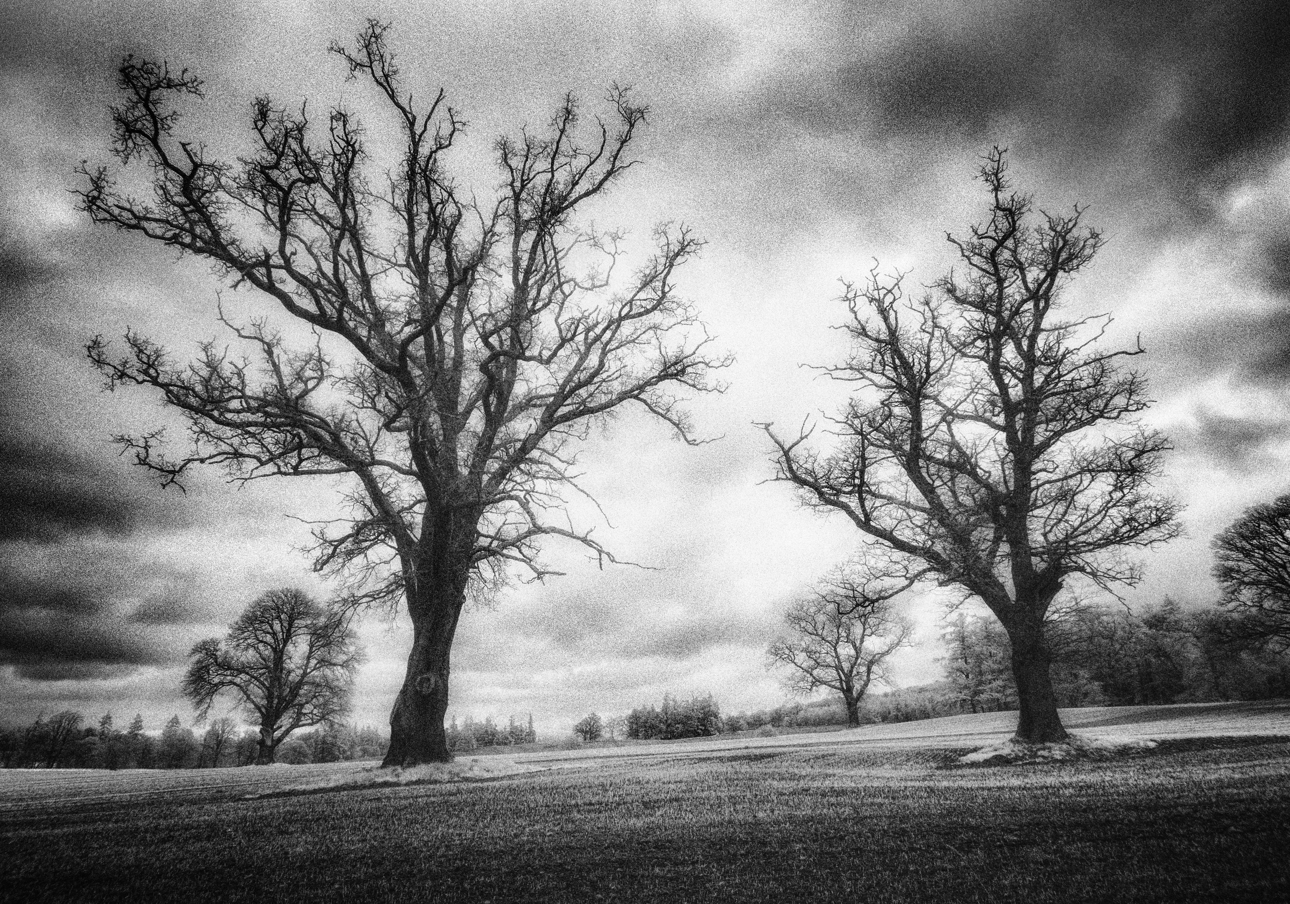 Trees. Infrared Scotland
