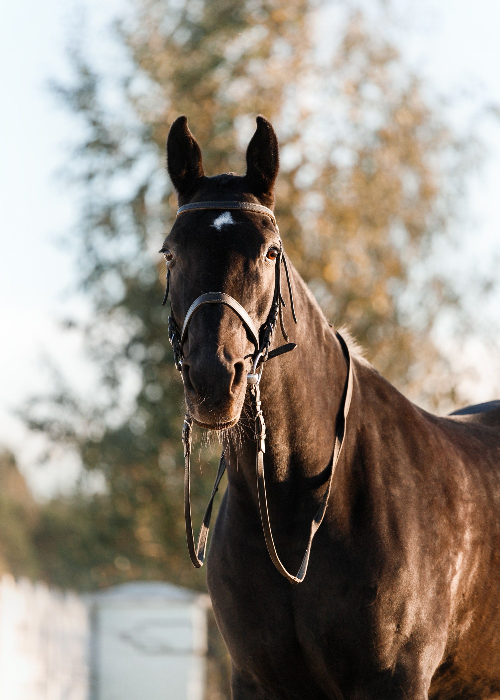 Pegas & Maximus | portrait shooting. Kaja | fotograf we Wrocławiu | ludzie i psy
