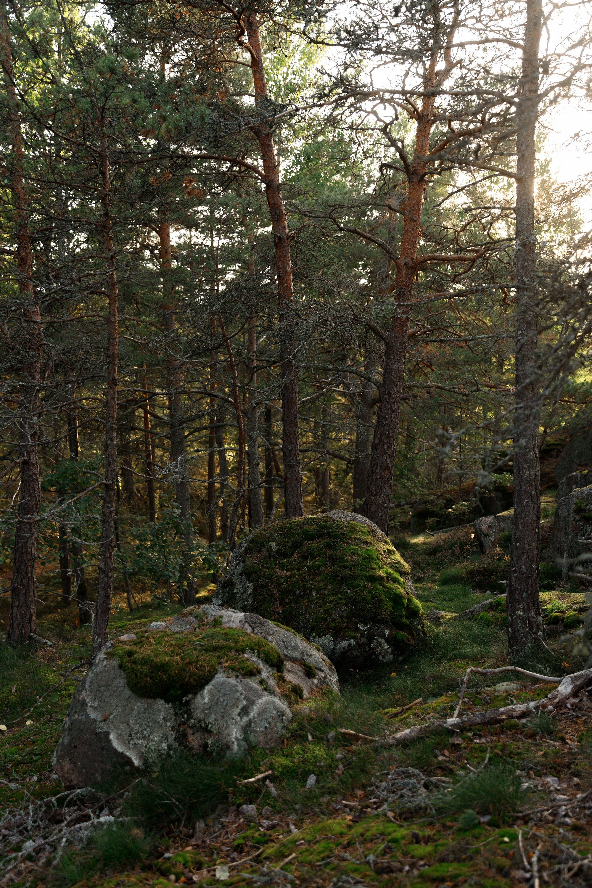 Turku. Kaja | fotograf psów we Wrocławiu