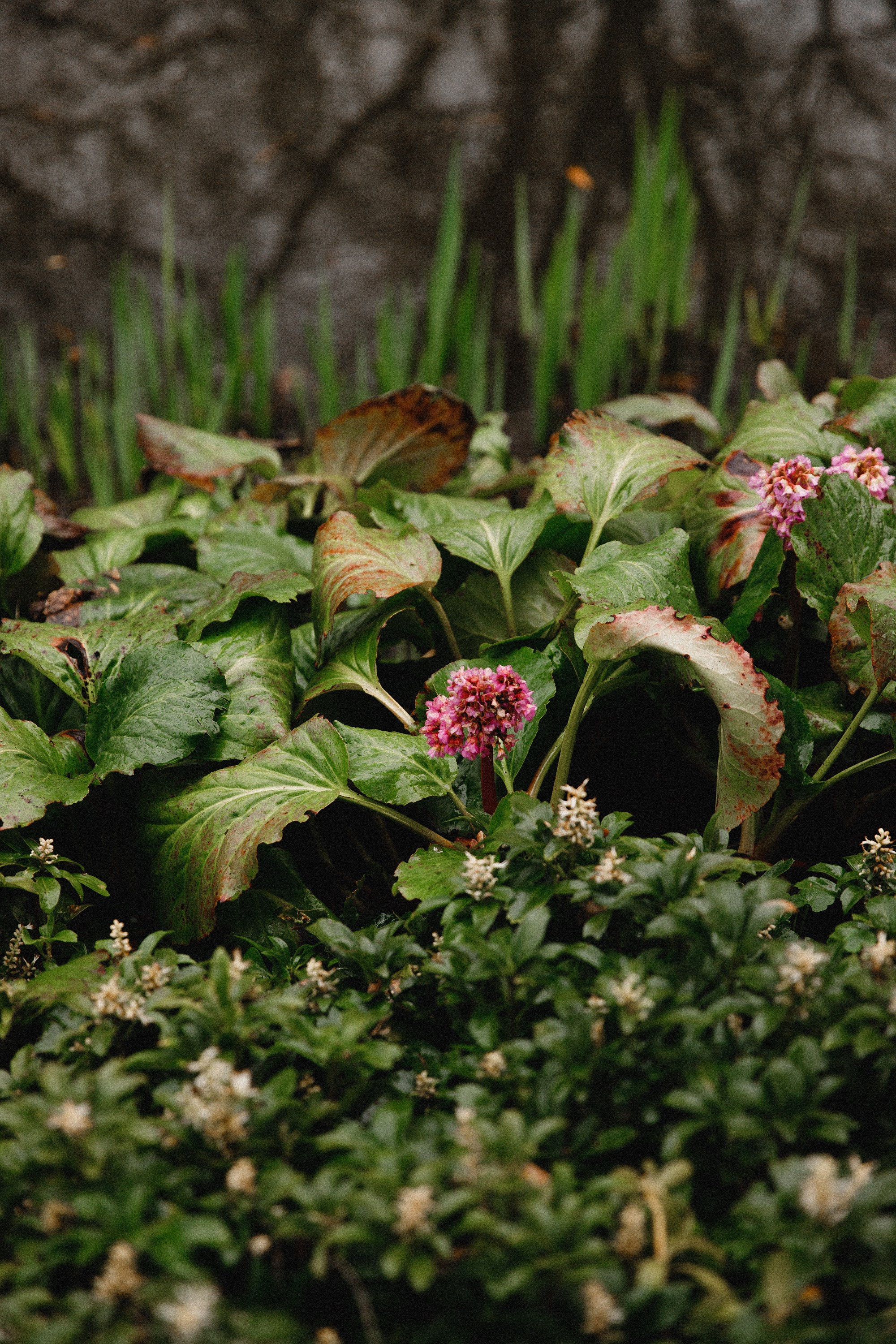 Botanical garden in Wroclaw. Kaja | fotograf we Wrocławiu | ludzie i psy