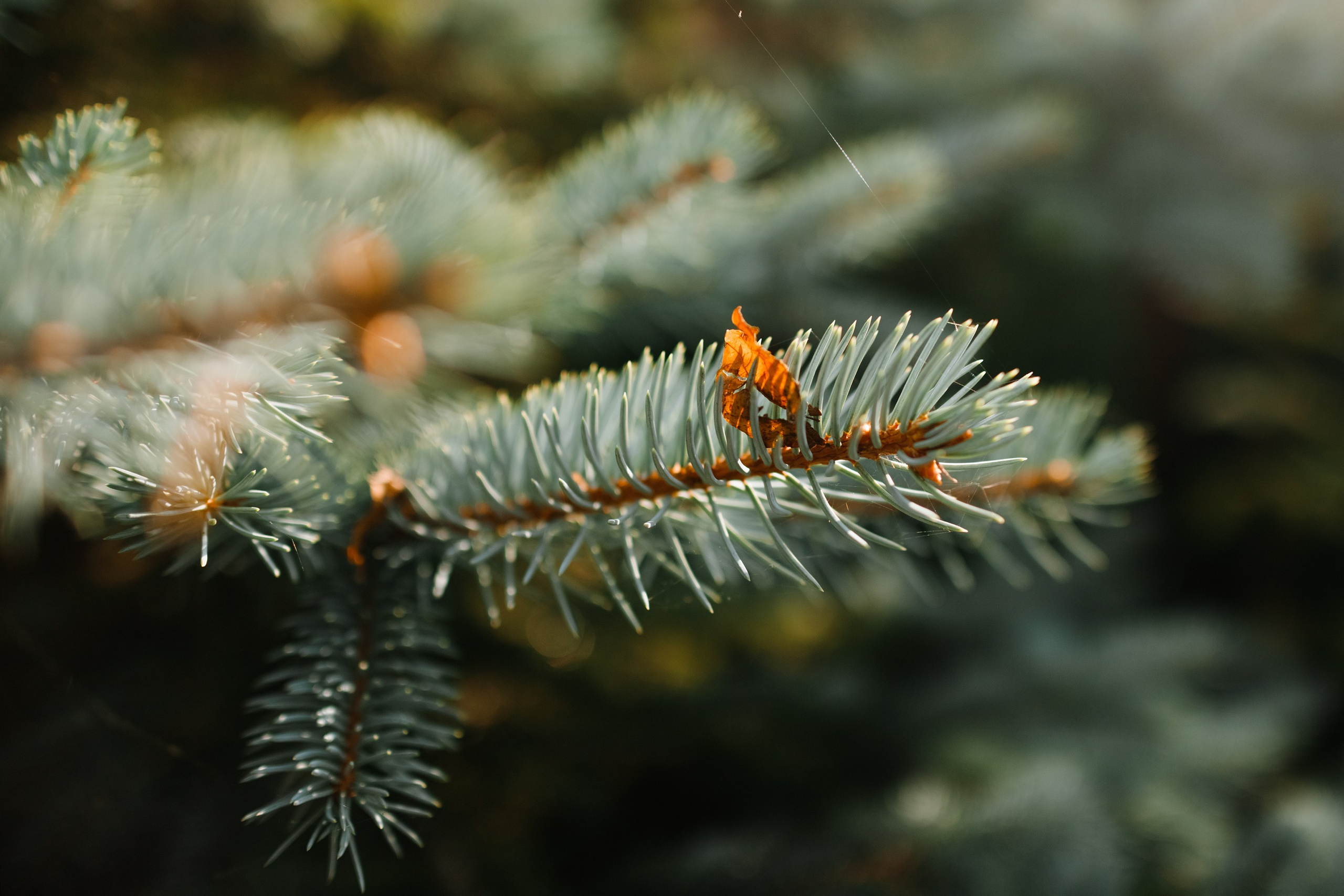 One small village in Grodno region. Kaja | fotograf we Wrocławiu | ludzie i psy