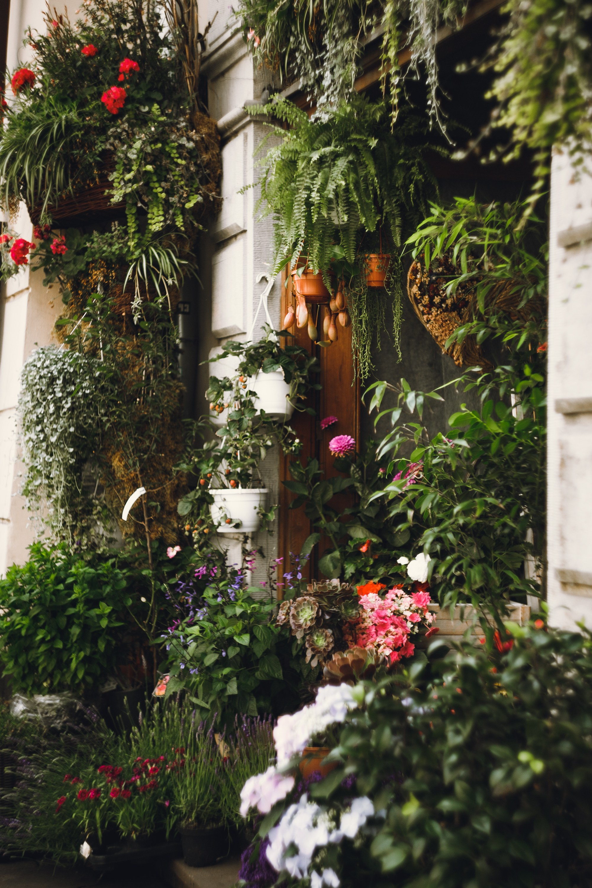 Krakow. Kaja | fotograf psów we Wrocławiu