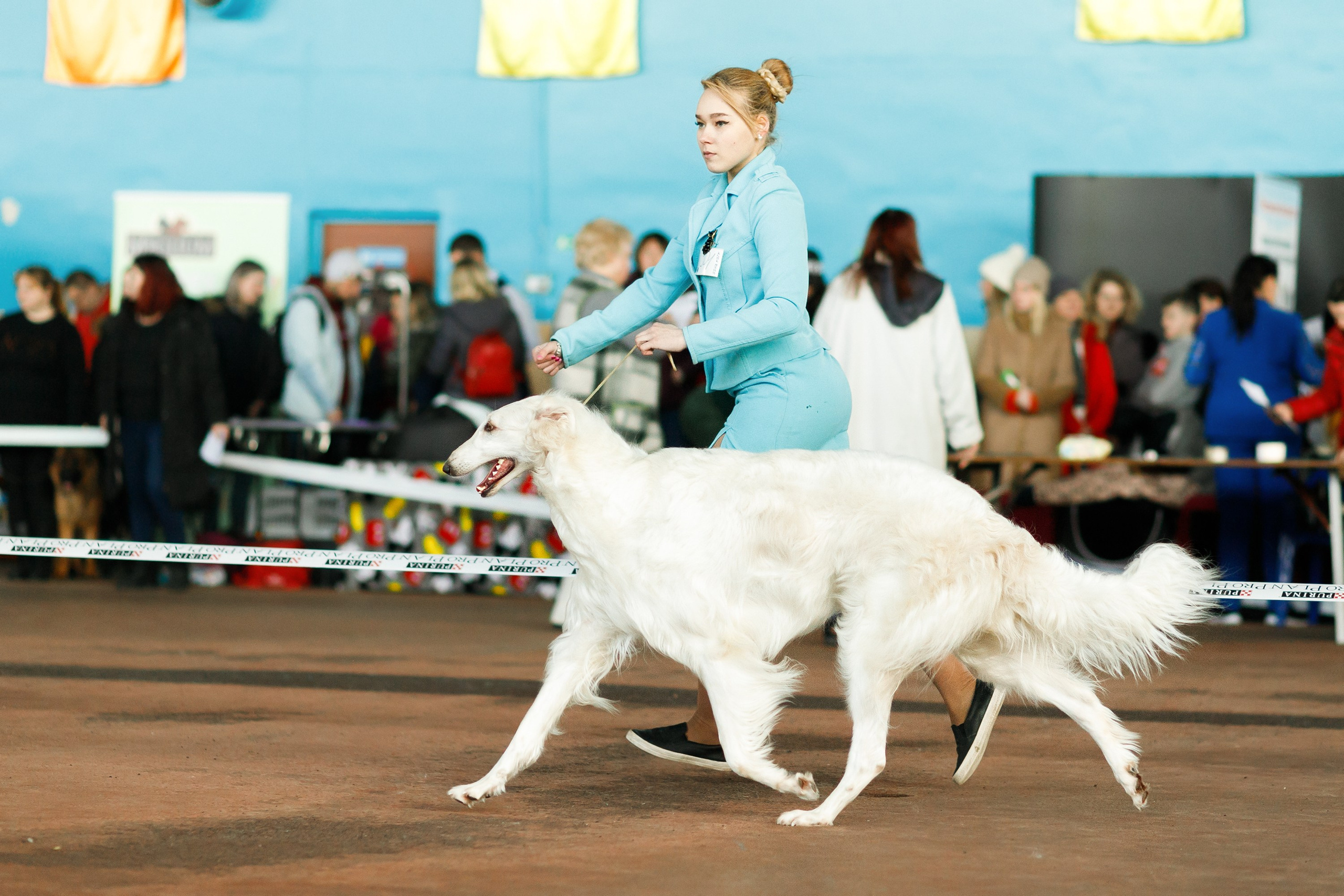 Dog shows | the best ones. Kaja | fotograf psów we Wrocławiu