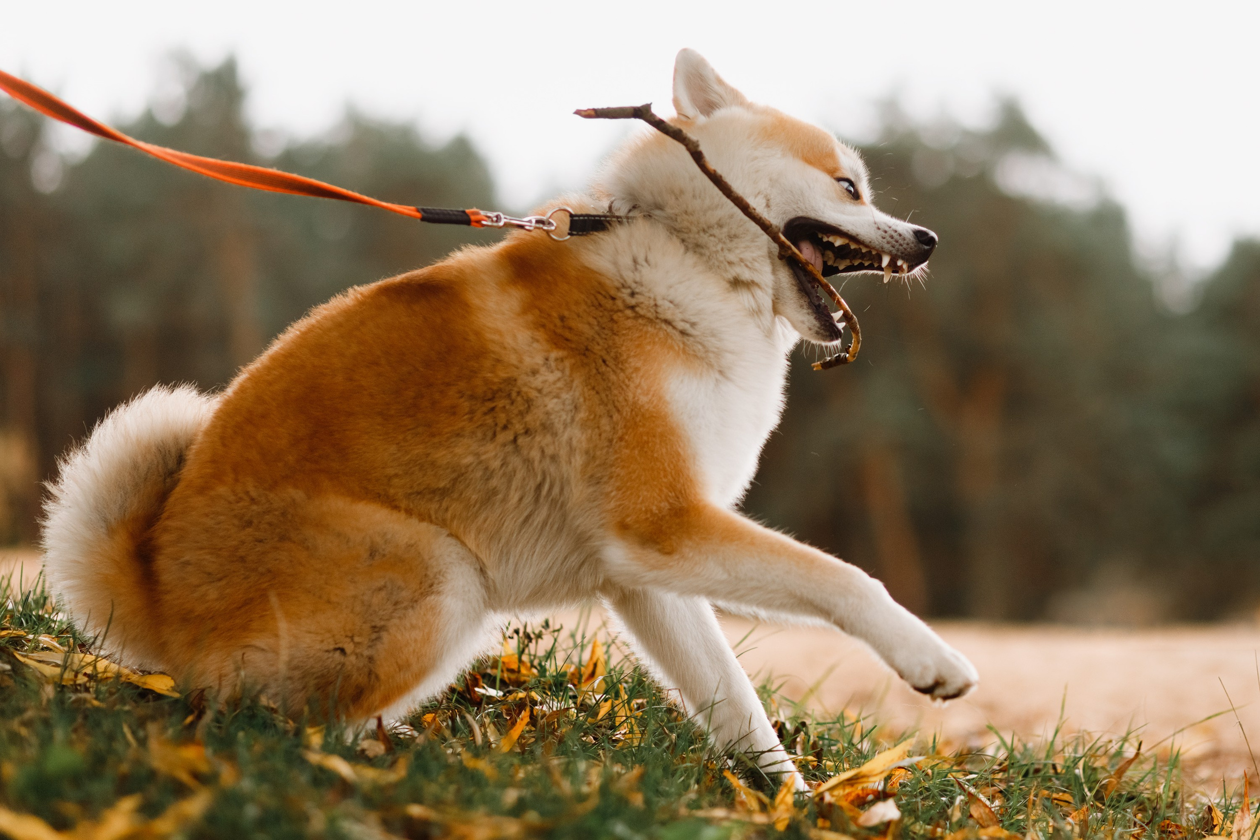 Maria & Kenji. Kaja | fotograf we Wrocławiu | ludzie i psy