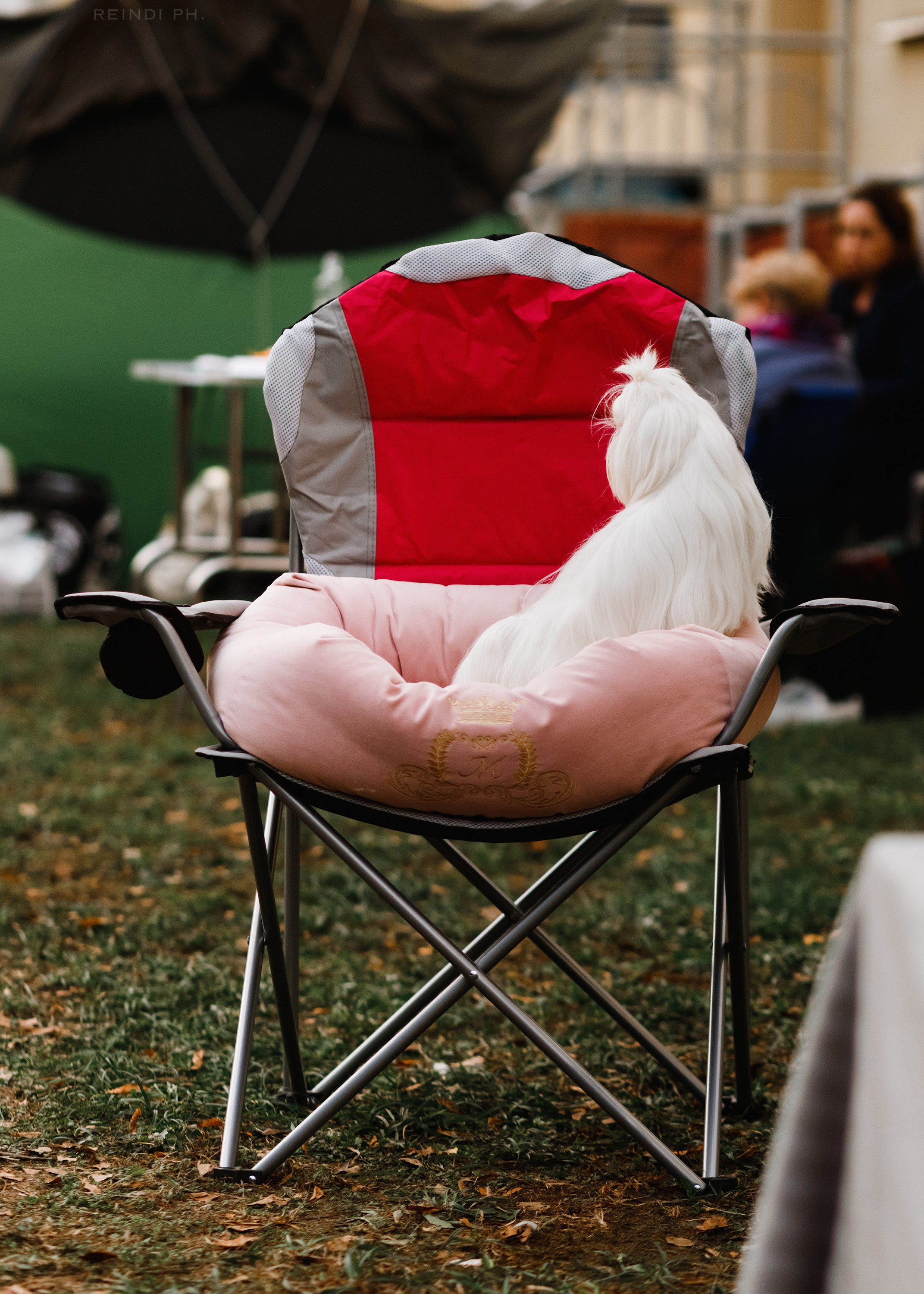 «Argus» dog show in Brest. Kaja | fotograf we Wrocławiu | ludzie i psy