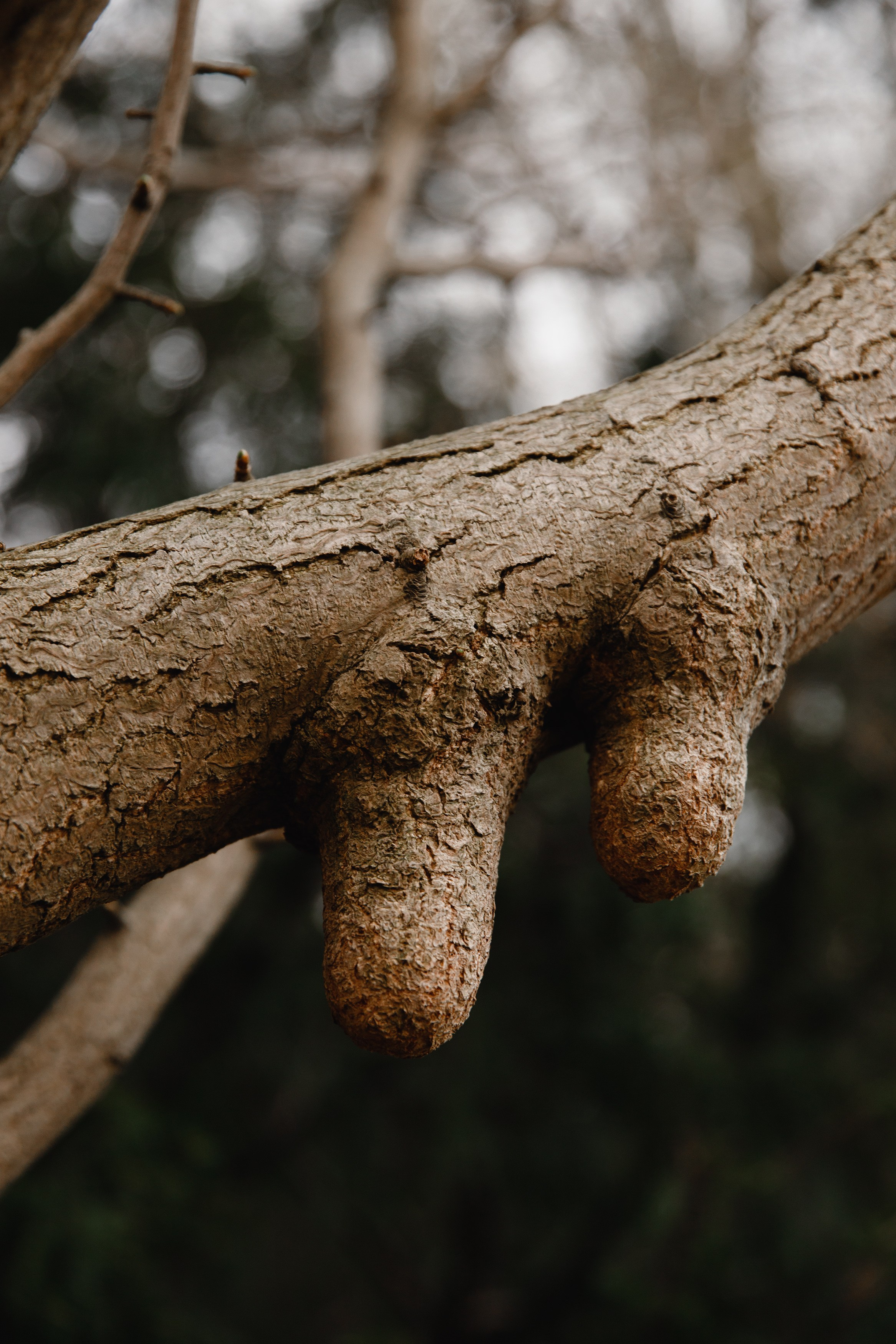 Botanical garden in Wroclaw. Kaja | fotograf we Wrocławiu | ludzie i psy