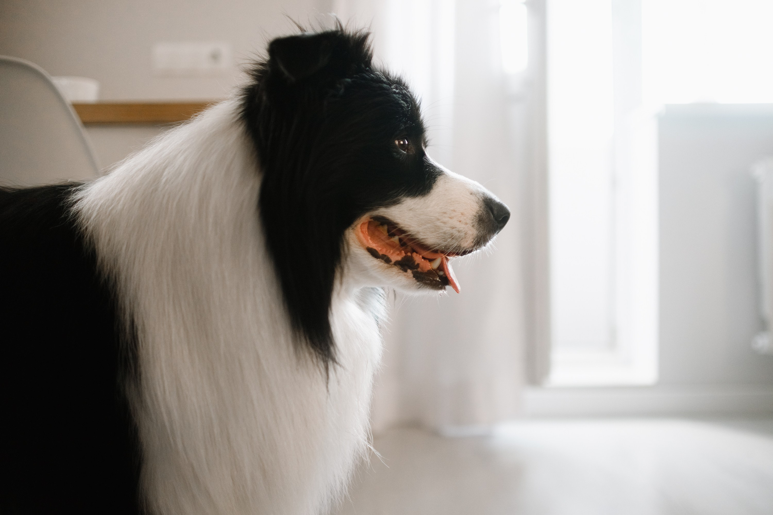 Evgenia & Richard. Kaja | fotograf we Wrocławiu | ludzie i psy