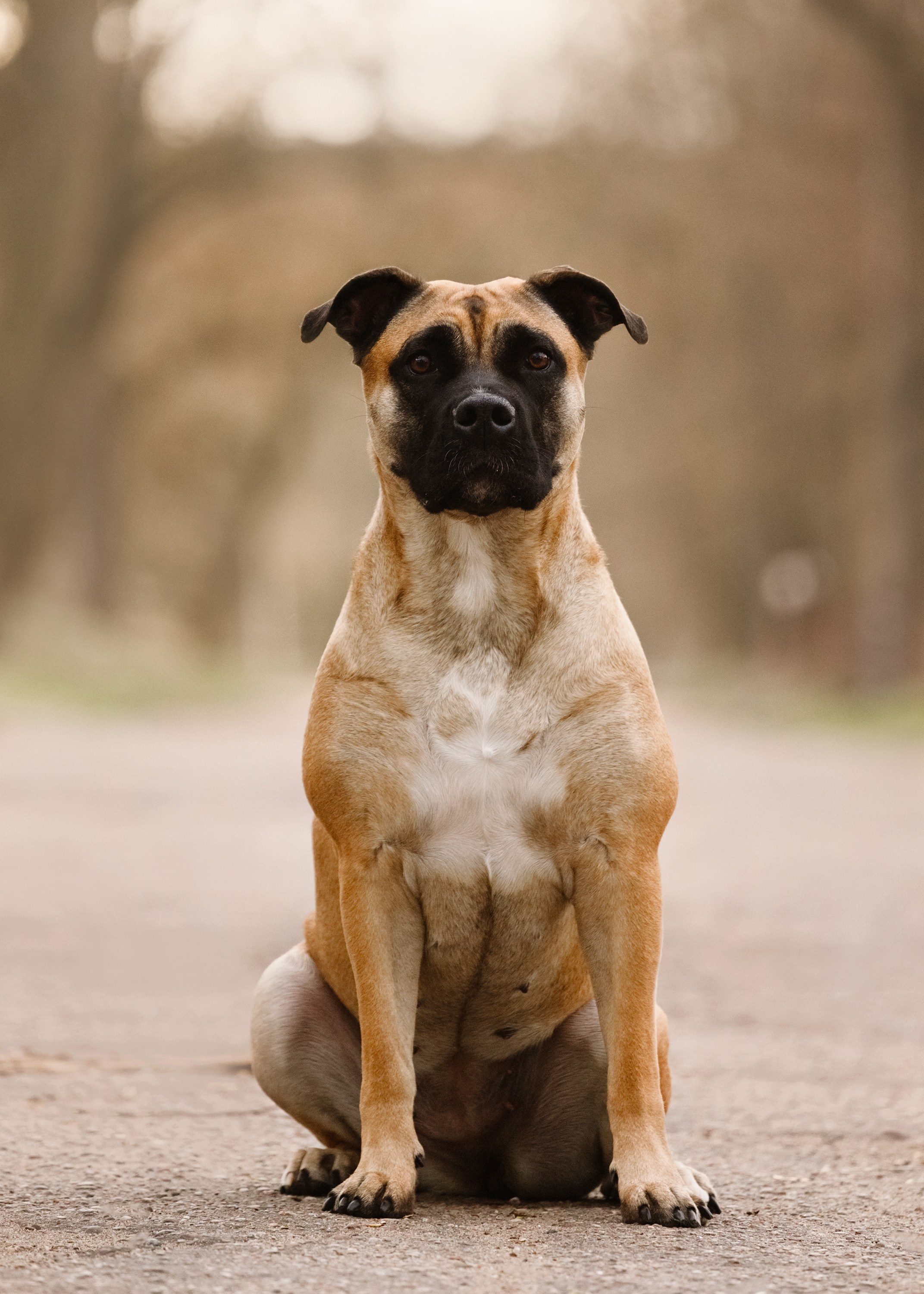 Spring ca de bou. Kaja | fotograf psów we Wrocławiu