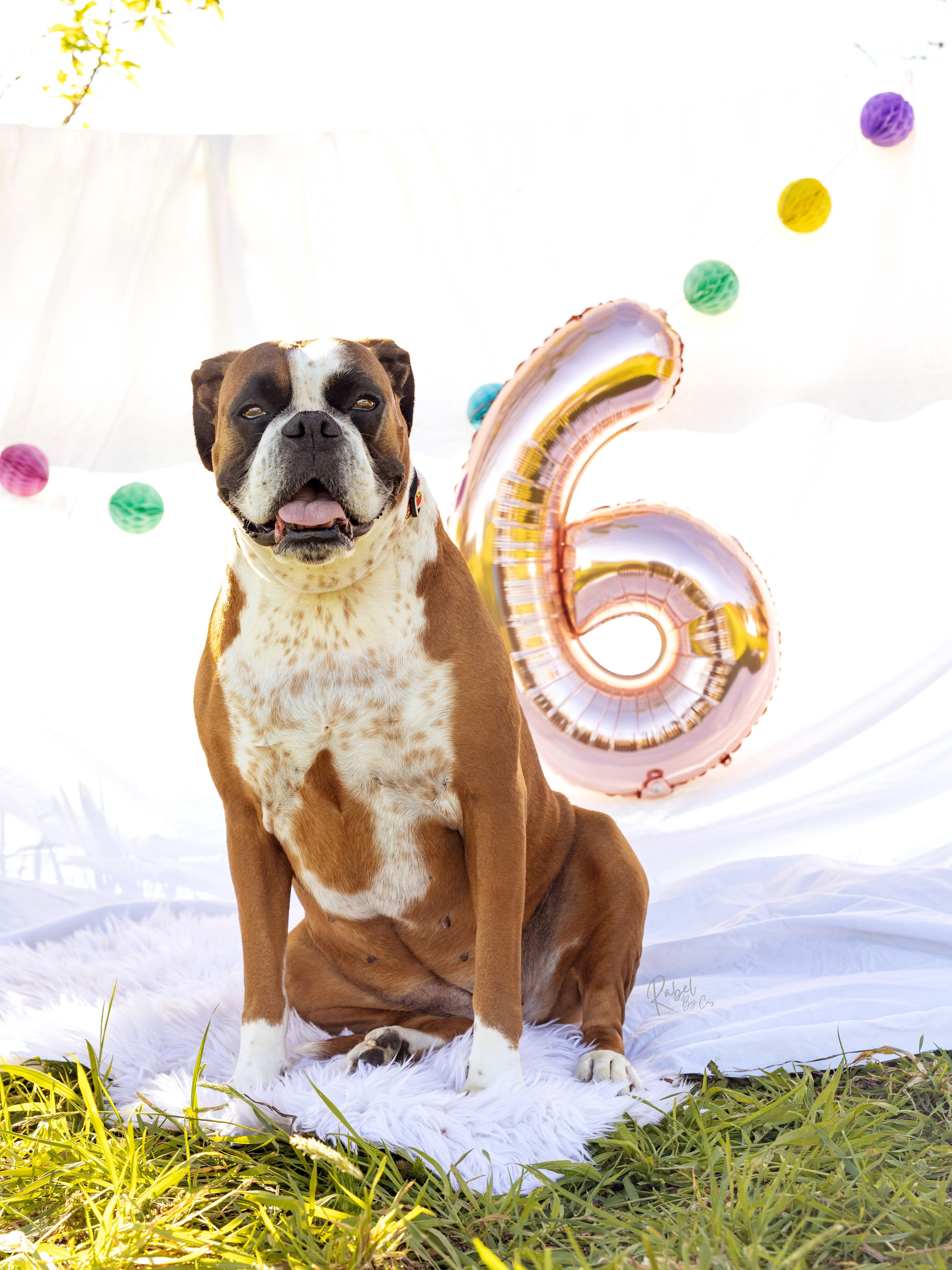 Sesiones fotográficas a mascotas. RabelByCris Fotógrafa en Coruña de Eventos, sesiones, mascotas