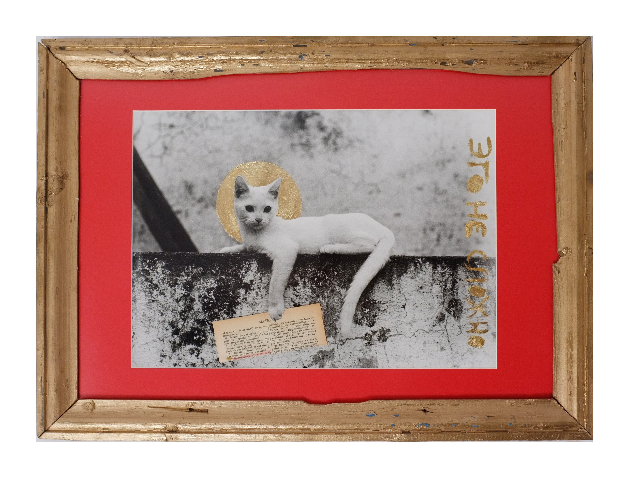 Cat Caravan. Natalia Parfenova visual artist film photographer