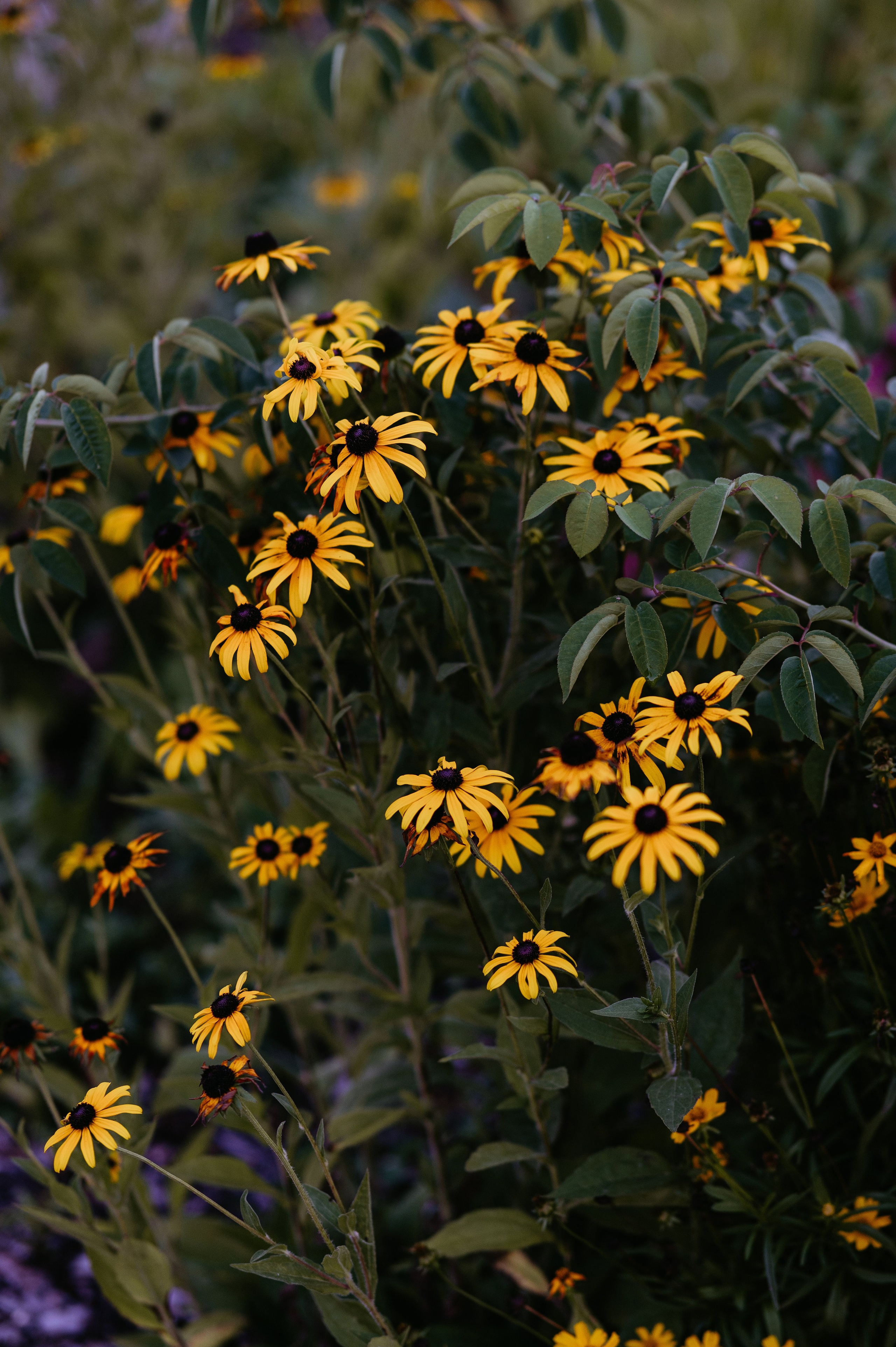Adina și Ciprian. Valentin Melen — wedding photographer