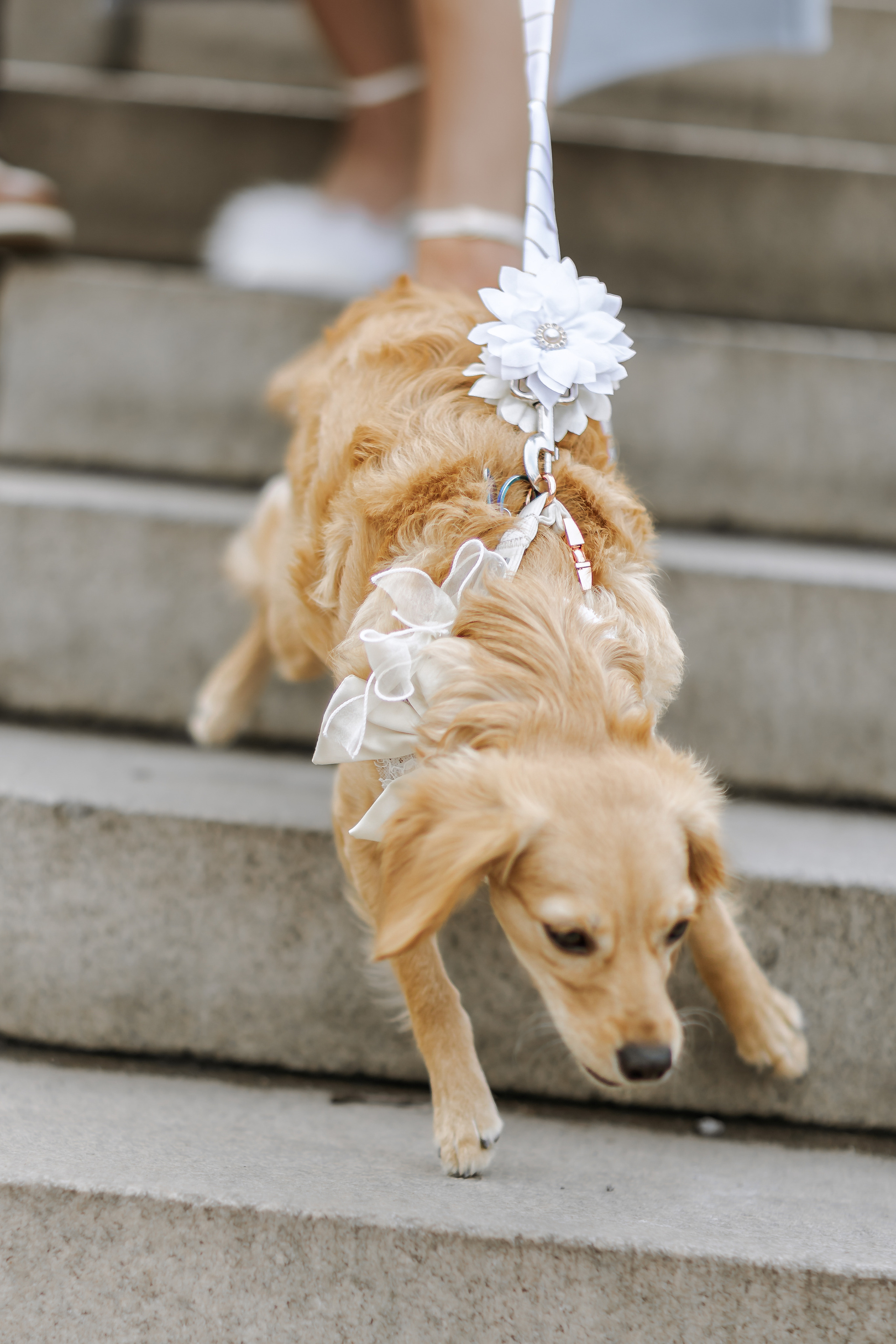 Engagement. Wedding and Event photography, Kisses + Veil