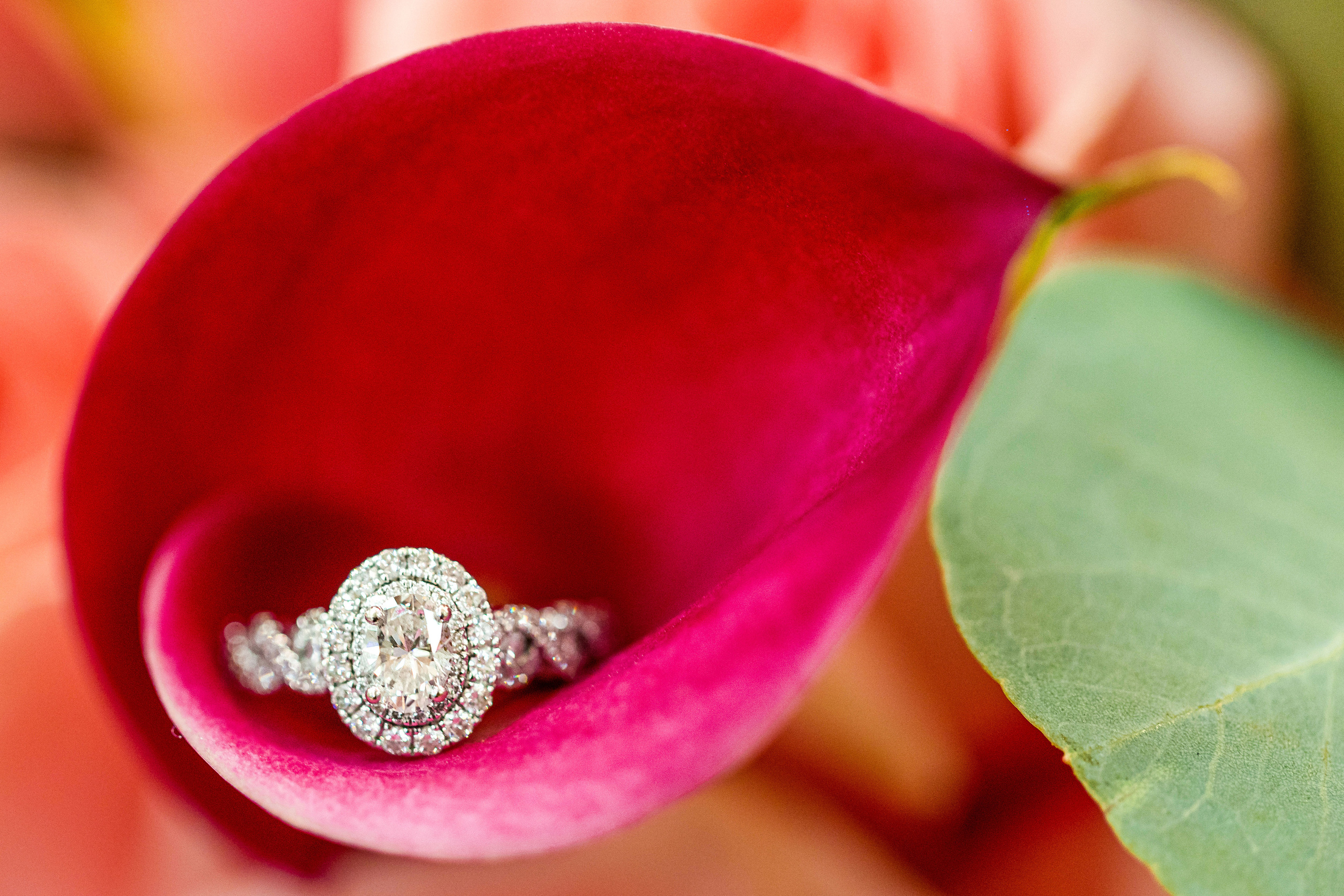 Wedding and Event photography, Kisses + Veil