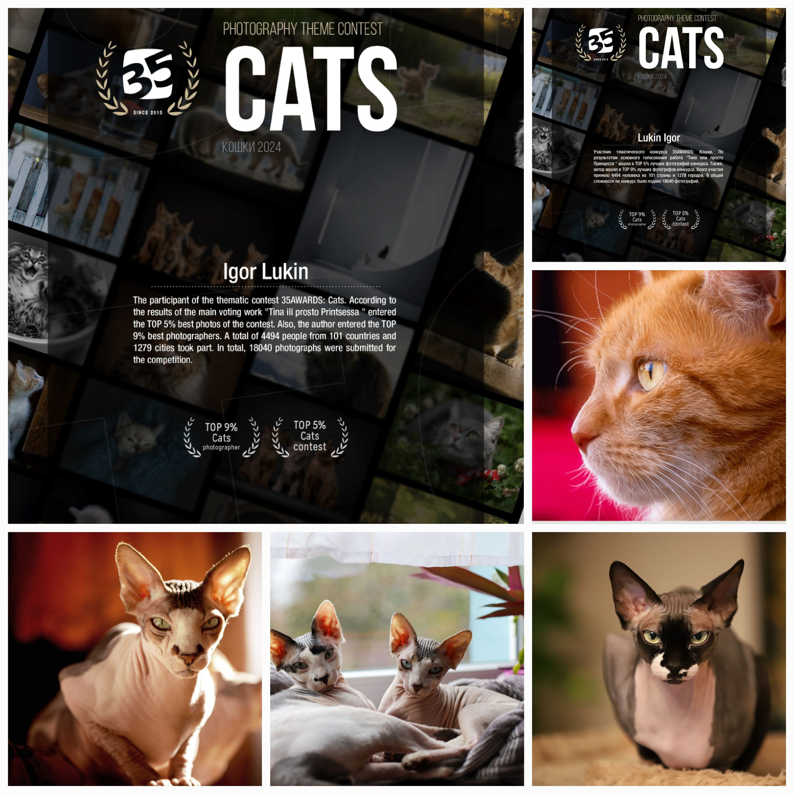 КОШКИ 35AWARDS. LUKIN IGOR Photography