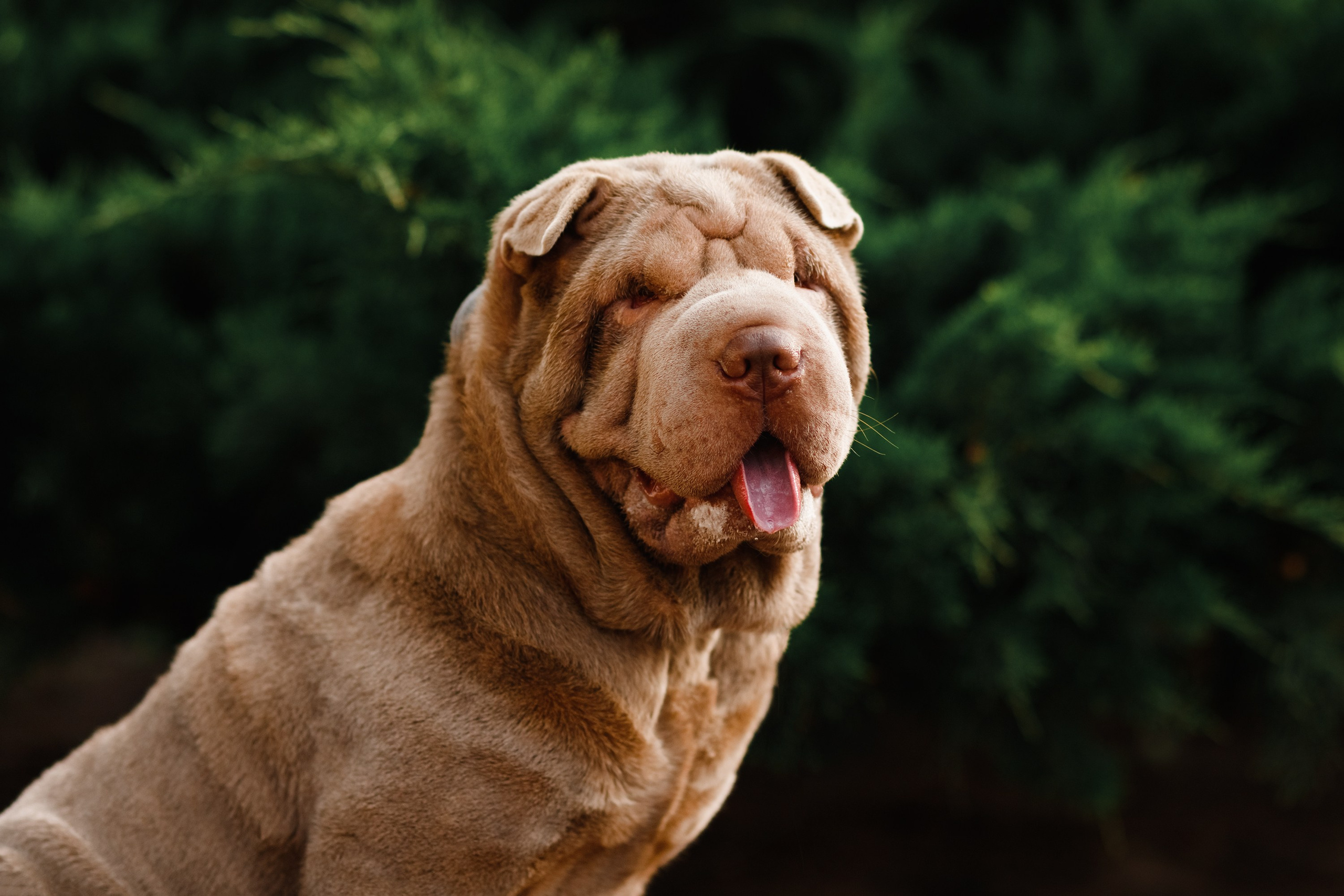 Shar pei in the city. Kaja | fotograf psów we Wrocławiu