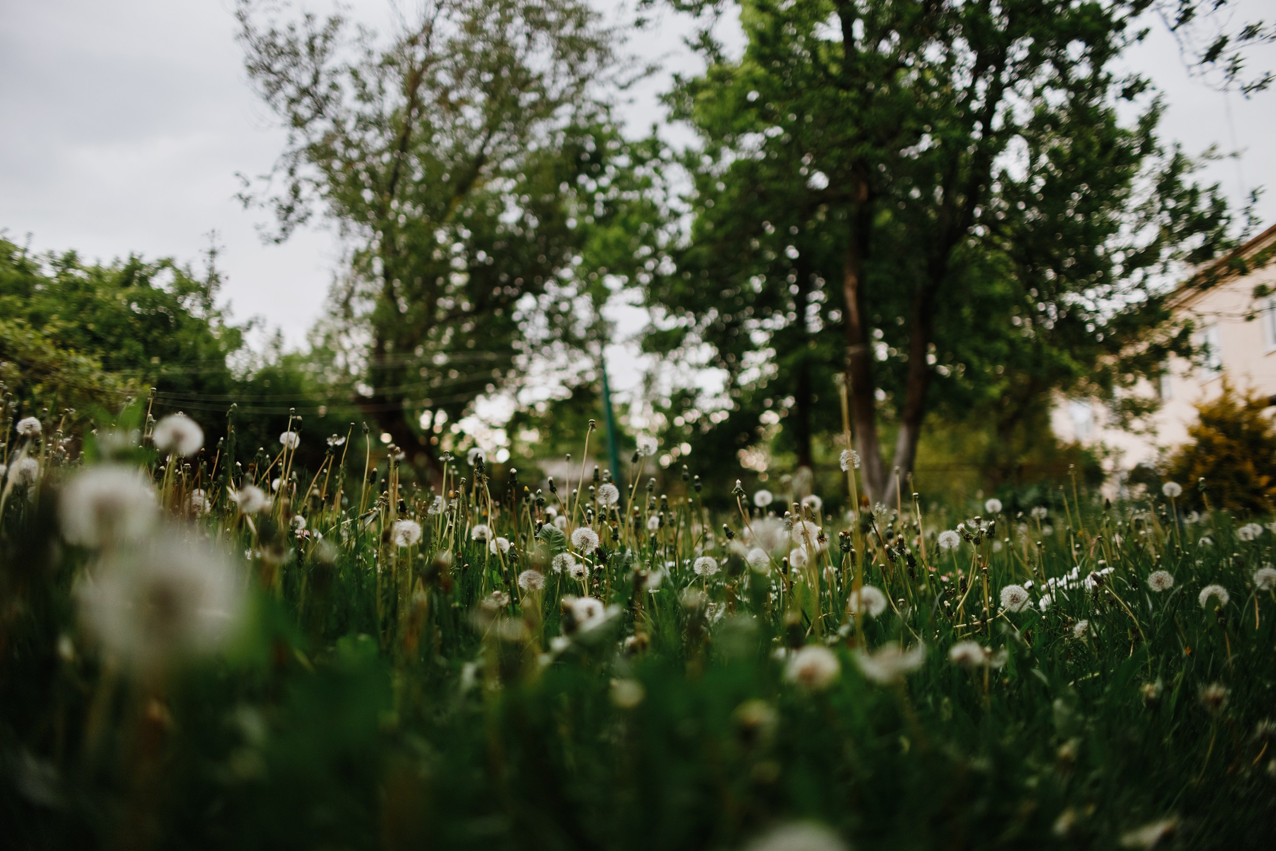 Grodno. Kaja | fotograf we Wrocławiu | ludzie i psy