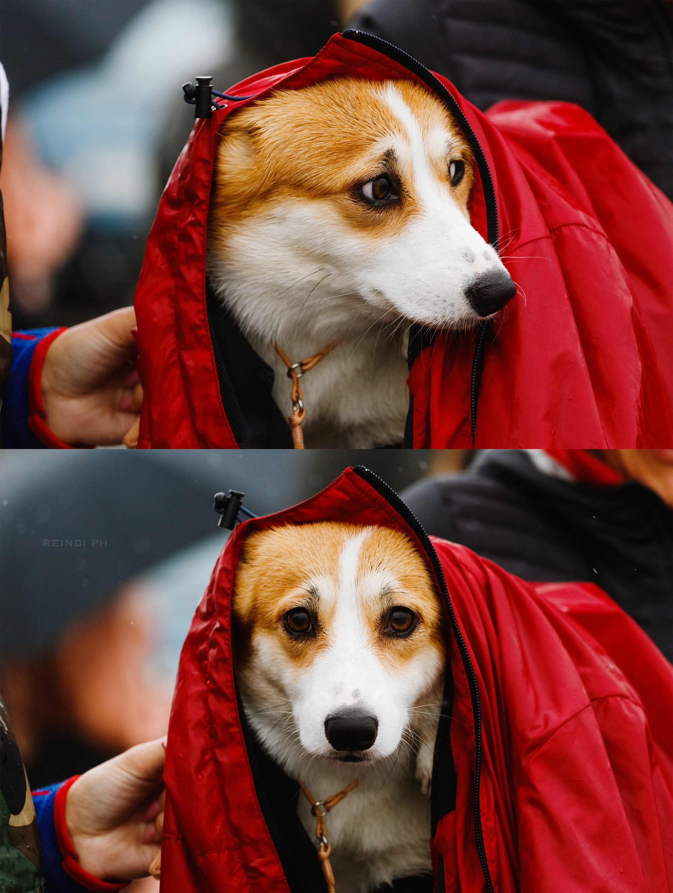 Rainy dog show in Grodno. Kaja | fotograf we Wrocławiu | ludzie i psy