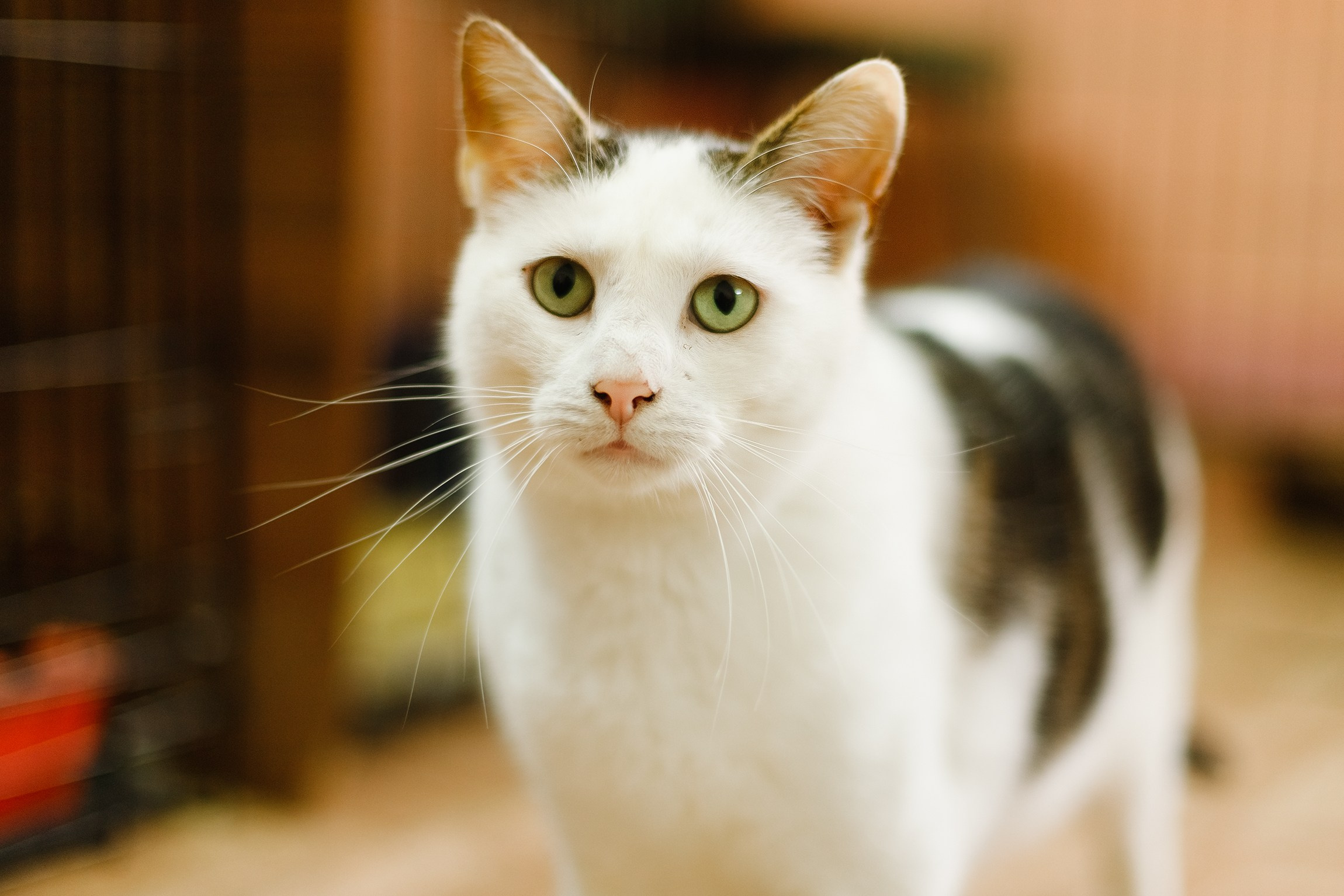 Shelter's cats for adoption. Kaja | fotograf we Wrocławiu | ludzie i psy