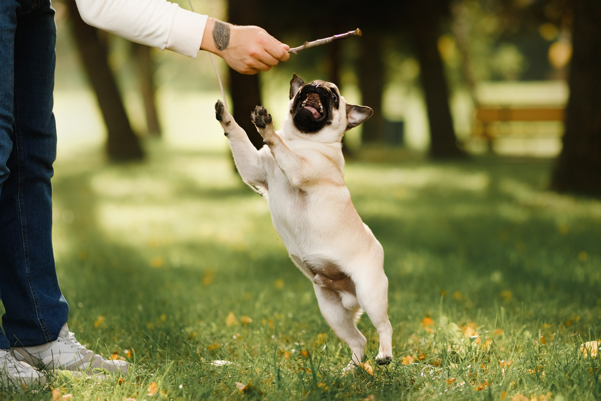 Summer photo day for dog handler. Kaja | fotograf we Wrocławiu | ludzie i psy