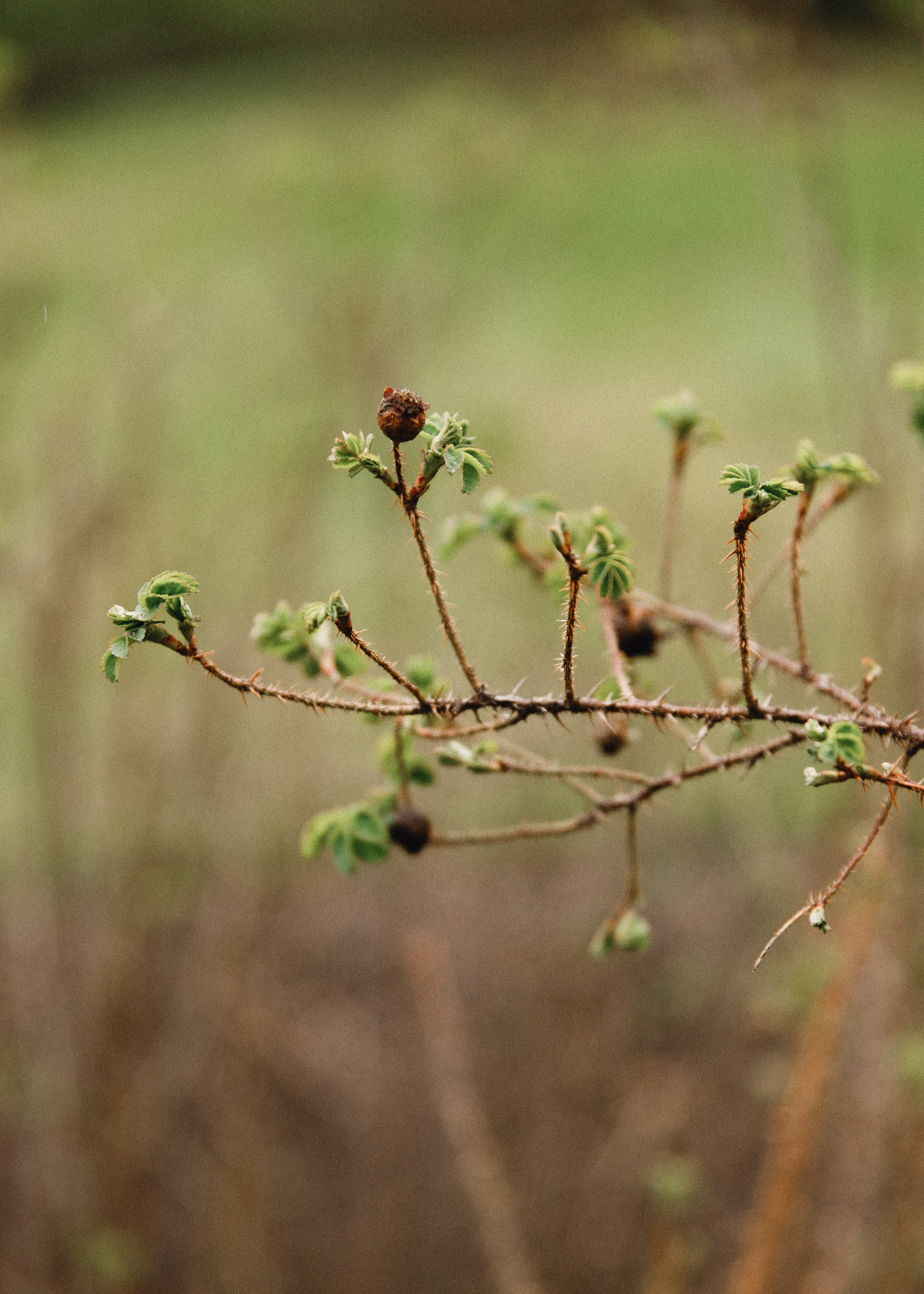 Botanical garden in Wroclaw. Kaja | fotograf we Wrocławiu | ludzie i psy