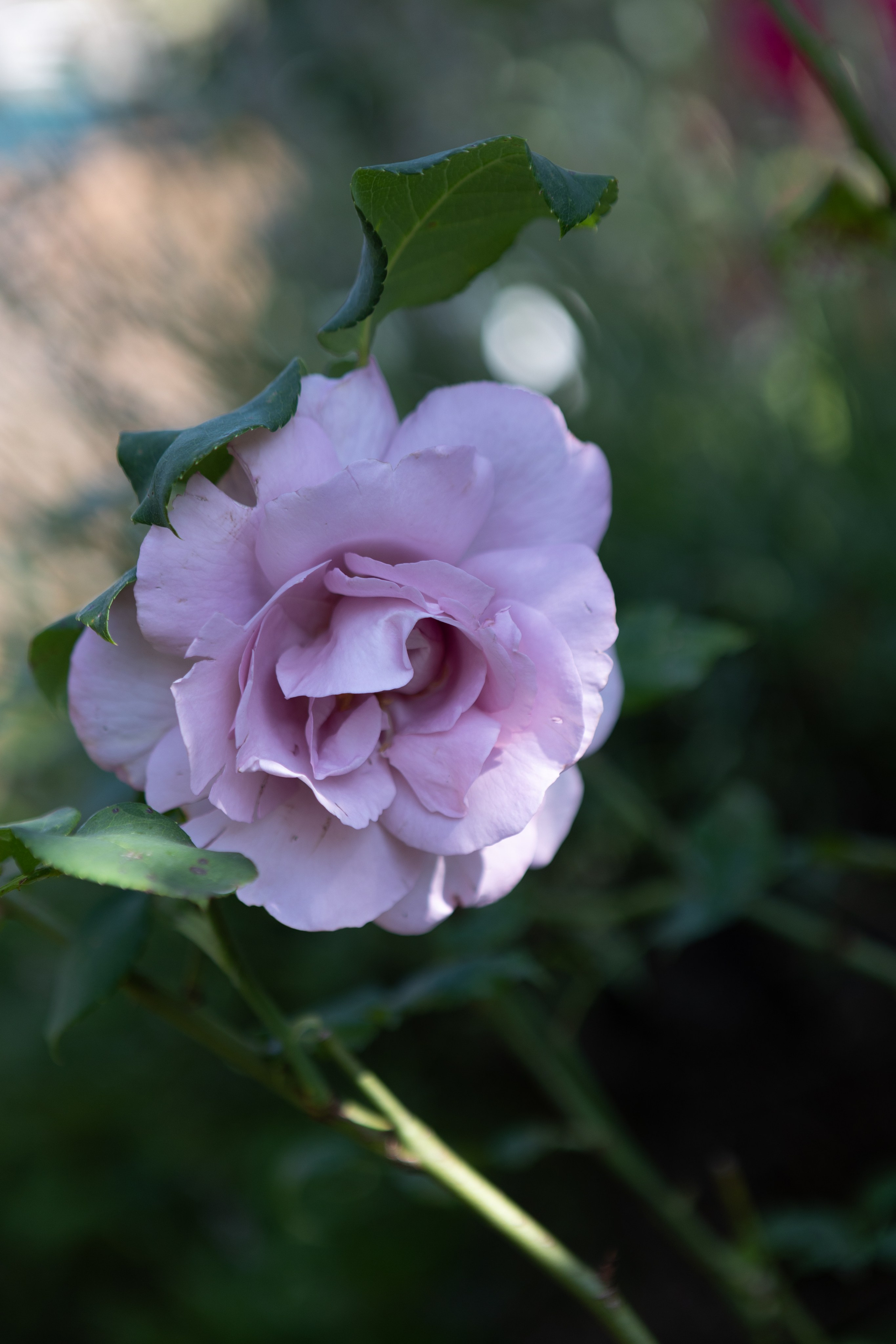 <img src="bild1.jpg" alt="Lindau Insel Fotografie kaufen"><img src="bild2.jpg" alt="Lindau Bodensee Bilder"><img src="bild3.jpg" alt="Lindau Altstadt Fotos kaufen"><img src="bild4.jpg" alt="Lindau Hafen Fotodruck"><img src="bild5.jpg" alt="Lindau Uferpromenade Wandbilder"><img src="bild6.jpg" alt="Lindau Kunstfotografie kaufen"><img src="bild7.jpg" alt="Lindau Leuchtturm und Löwe Bilder"><img src="bild8.jpg" alt="Lindau Innenstadt schöne Bilder"><img src="bild9.jpg" alt="Lindau Landschaftsfotografie kaufen"><img src="bild10.jpg" alt="Lindau Bodensee Fotos als Deko">