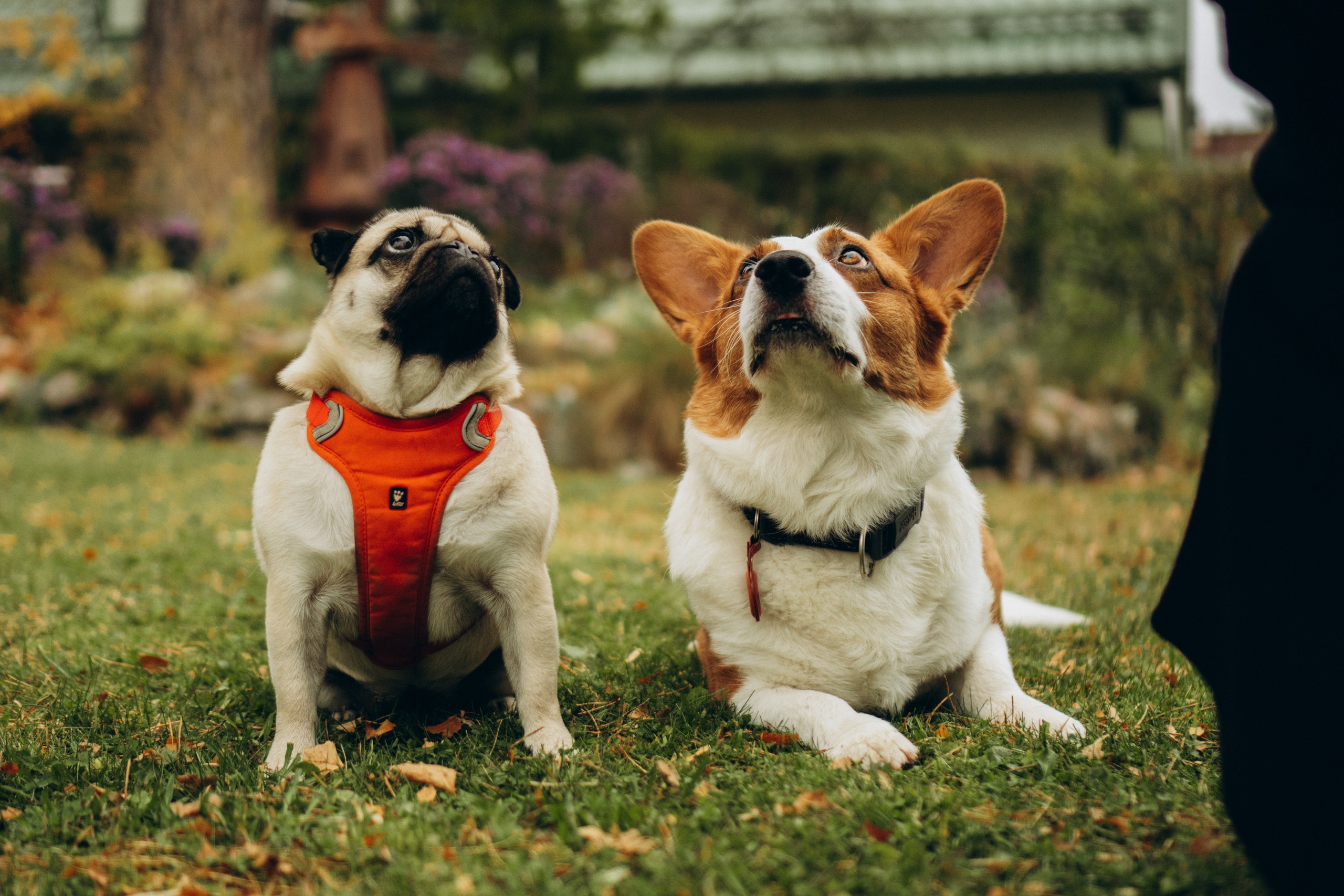 Jelena and her Sandy, Pug and Katja and her Safiir, Cardigan Welsh Corgi. Kat Laisaar — Pet photographer in Tallinn