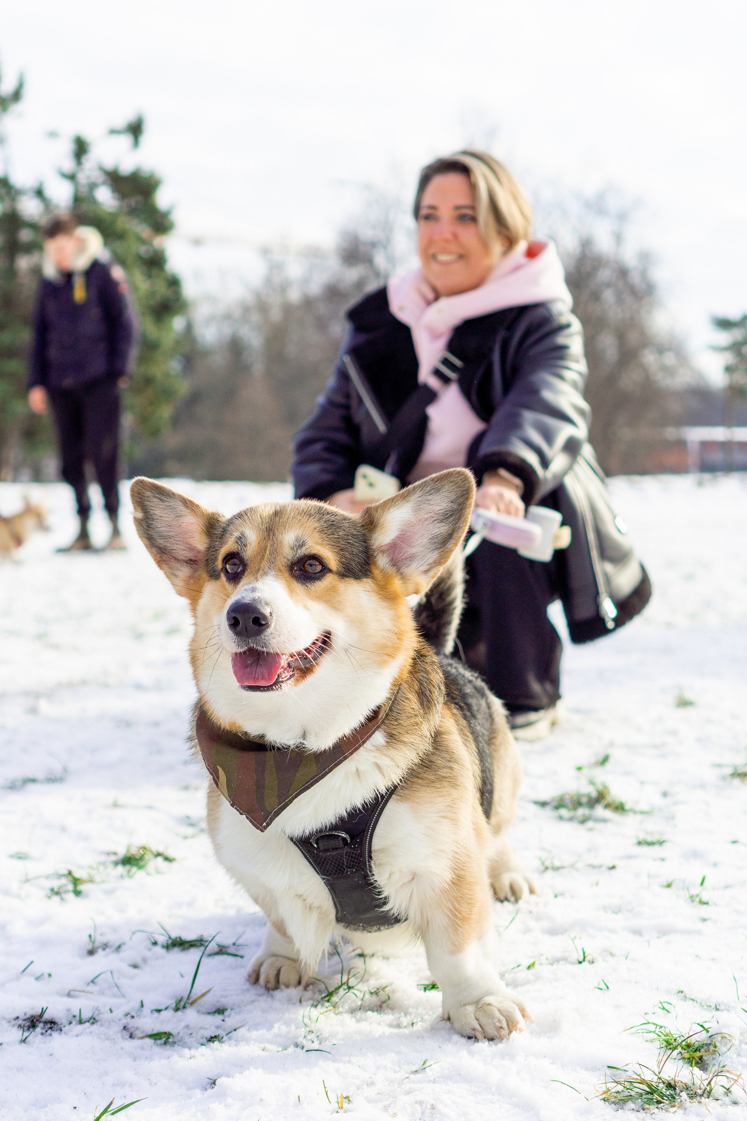 Corgi party, 23 feb. 2025. Kat Laisaar — Pet photographer in Tallinn