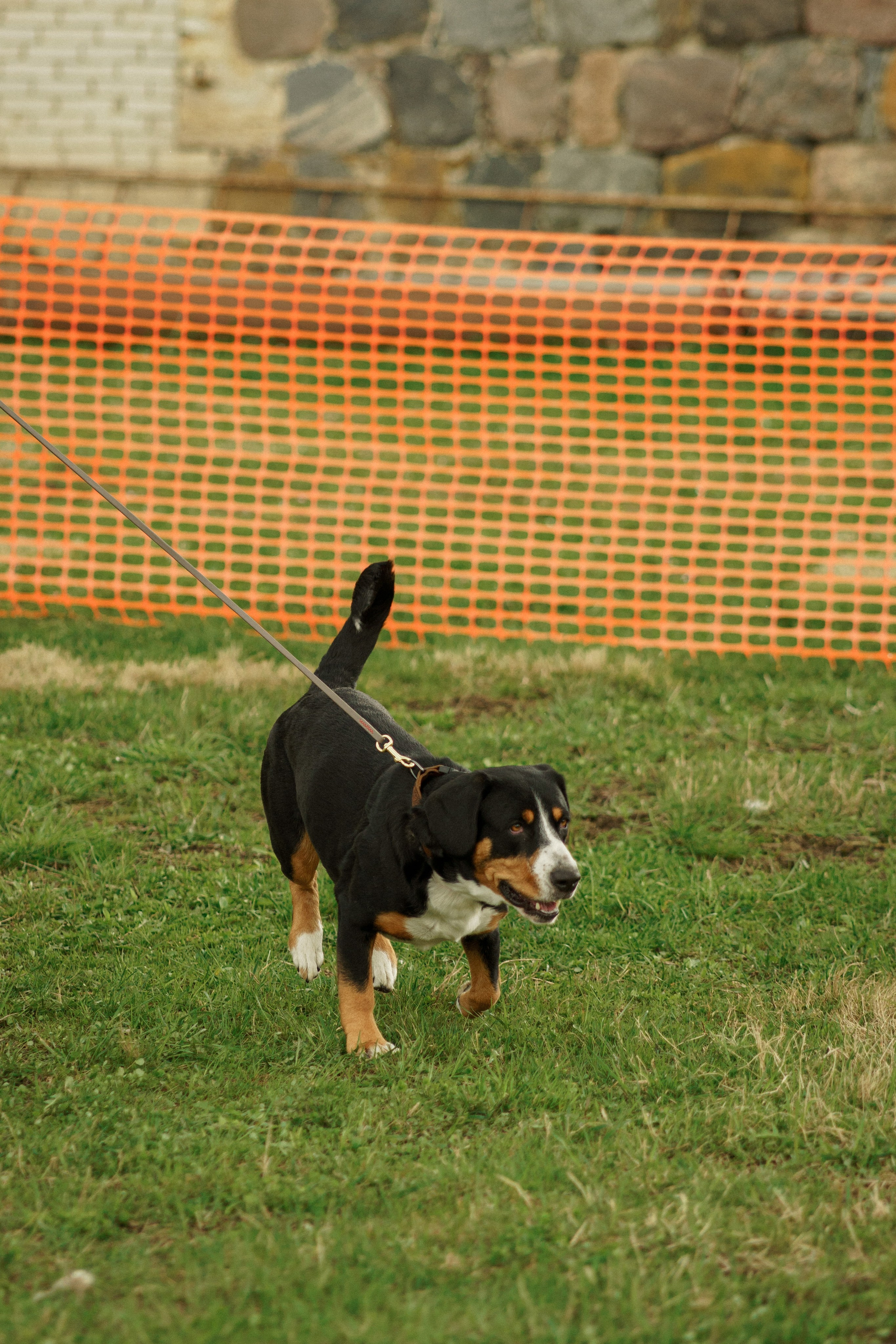 Herding Days, 26 apr. 2025. Kat Laisaar — Pet photographer in Tallinn