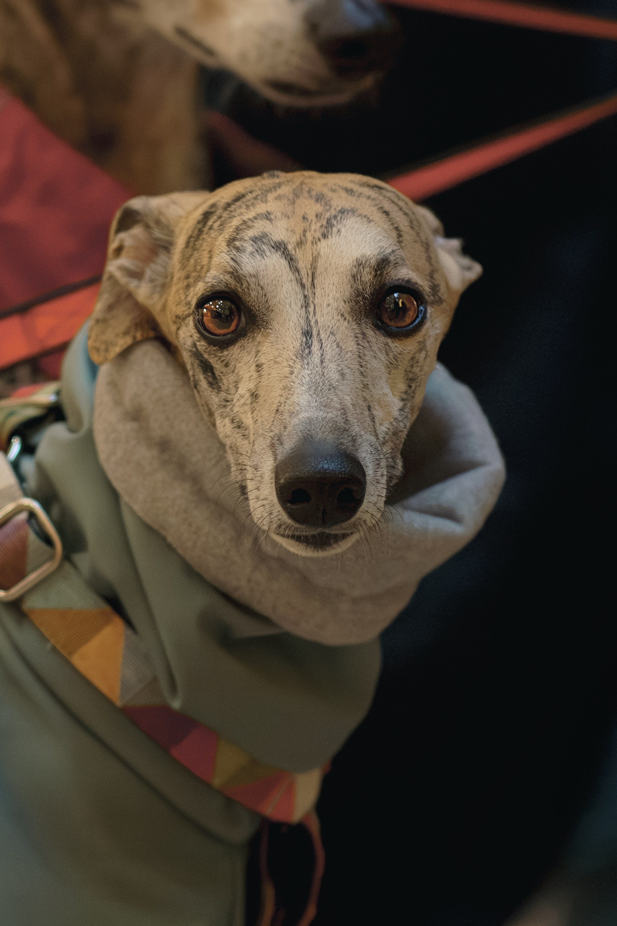 GalgoTreff / Solaris keskus 16 november. Kat Laisaar — Pet photographer in Tallinn