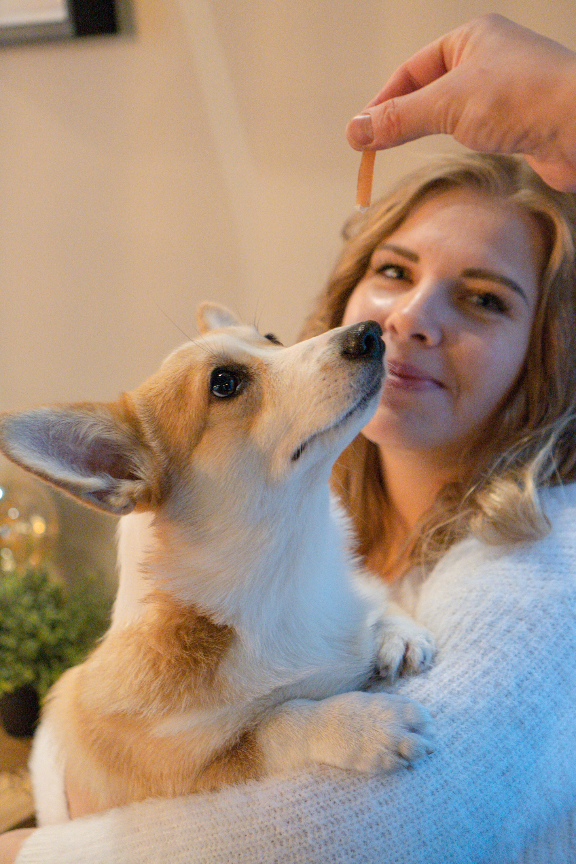 Maarika, Jegor and their Luna, Pembroke Welsh Corgi. Kat Laisaar — Pet photographer in Tallinn