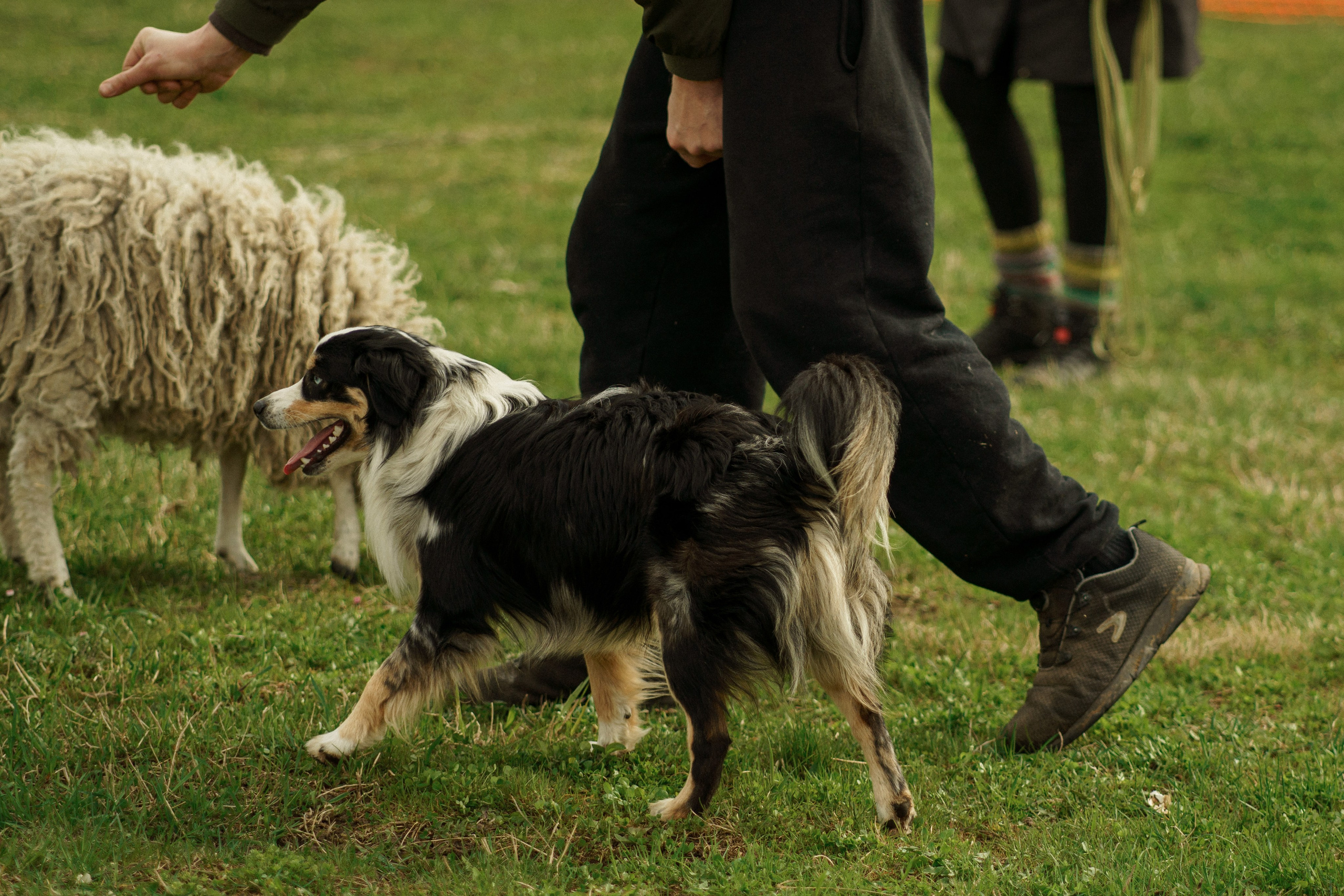 Herding Days, 26 apr. 2025. Kat Laisaar — Pet photographer in Tallinn