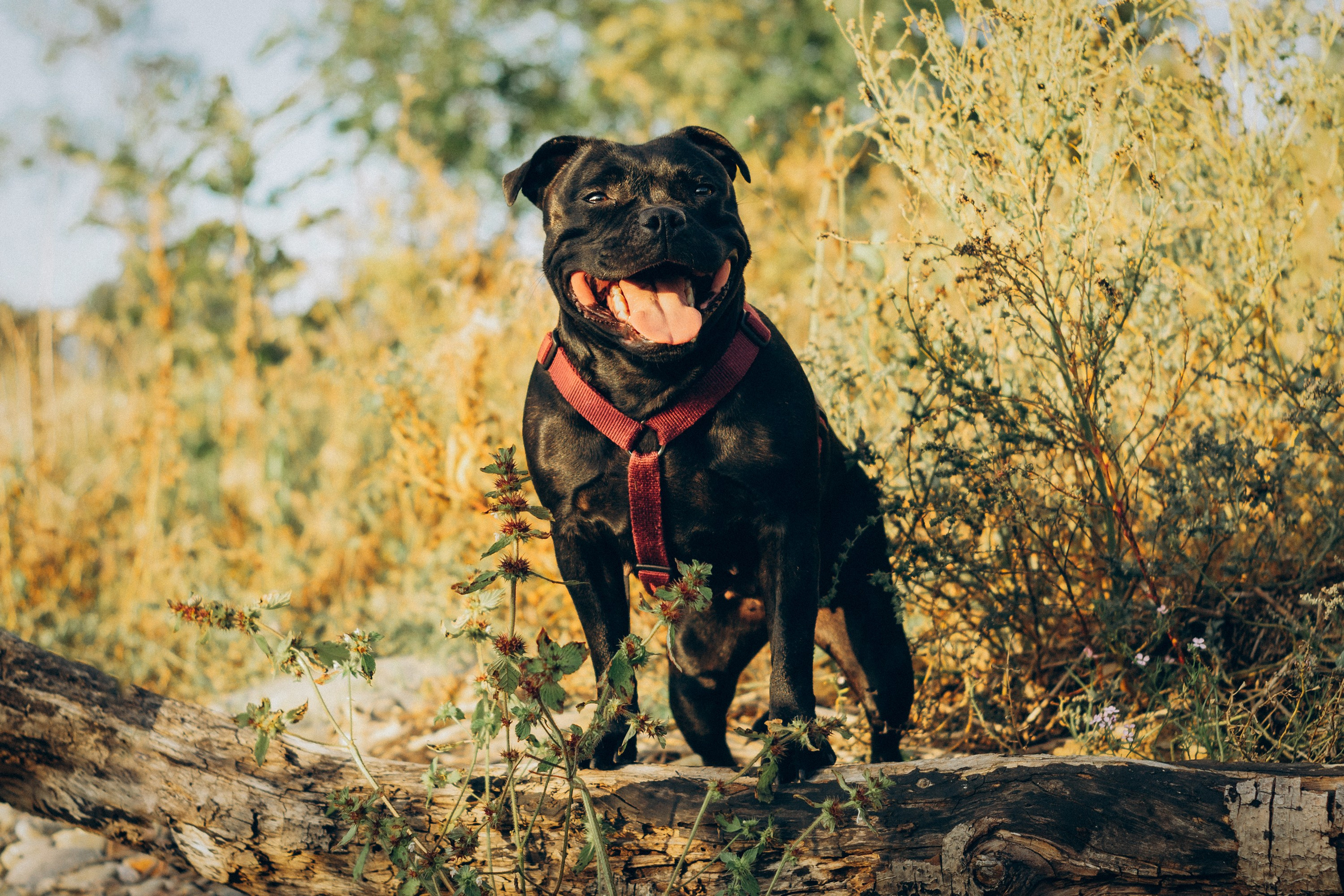 Severa and Barracuda, Staffordshire Bull Terriers. Kat Laisaar — Pet photographer in Tallinn
