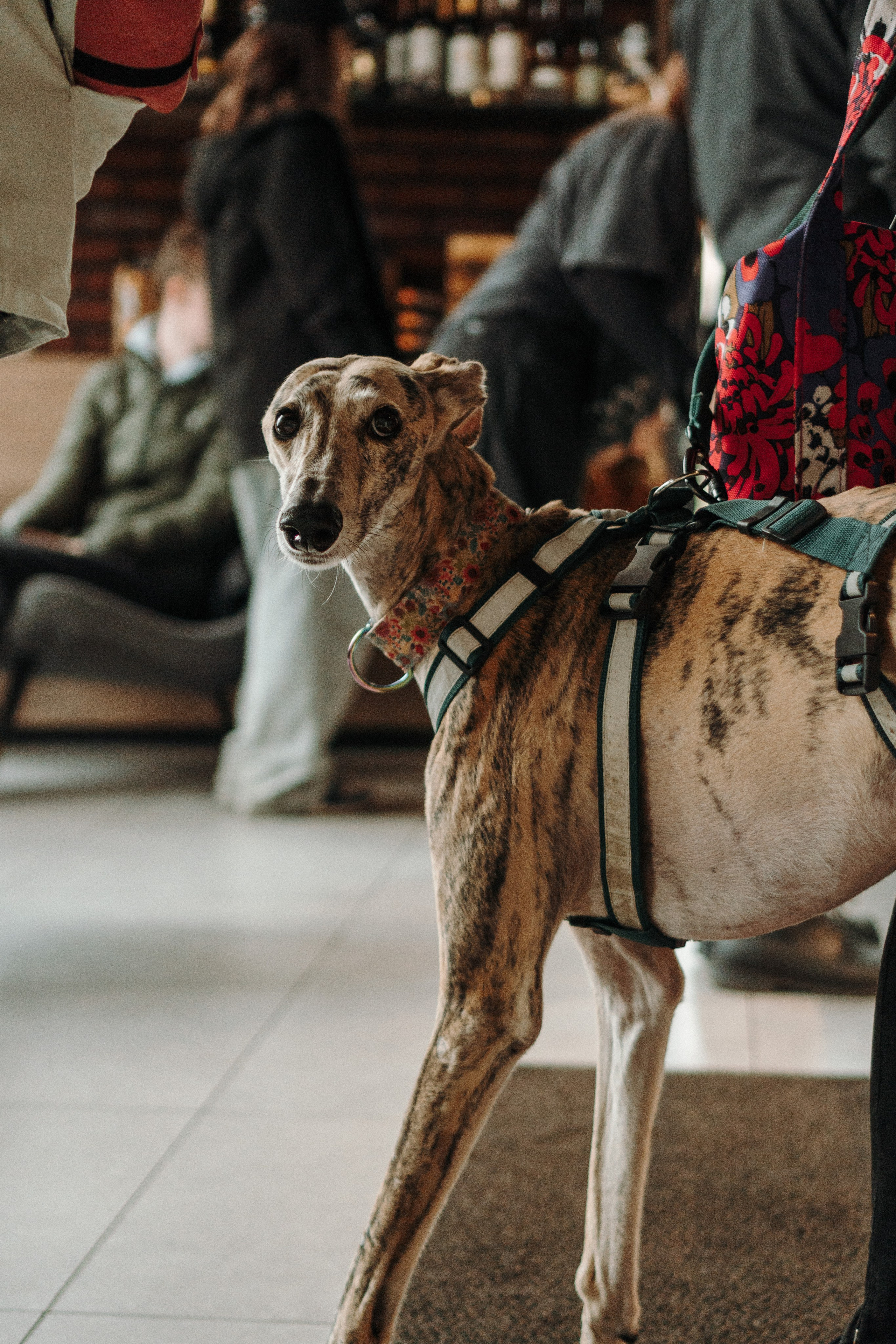 GalgoTreff / Mia Pagar 1 may, 2025. Kat Laisaar — Pet photographer in Tallinn