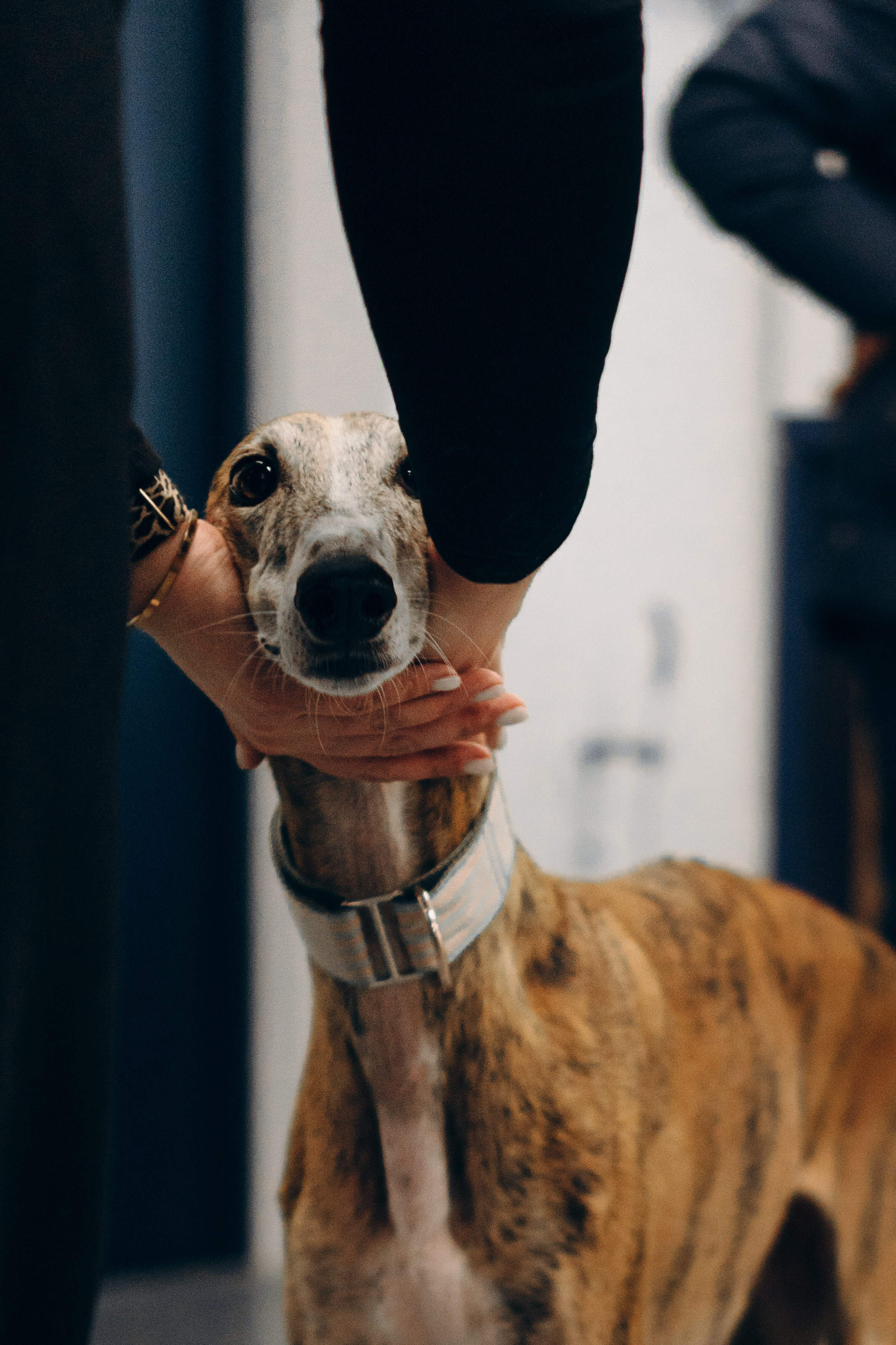 GalgoTreff / PetCity Rannamõisa, 13 apr. 2025. Kat Laisaar — Pet photographer in Tallinn