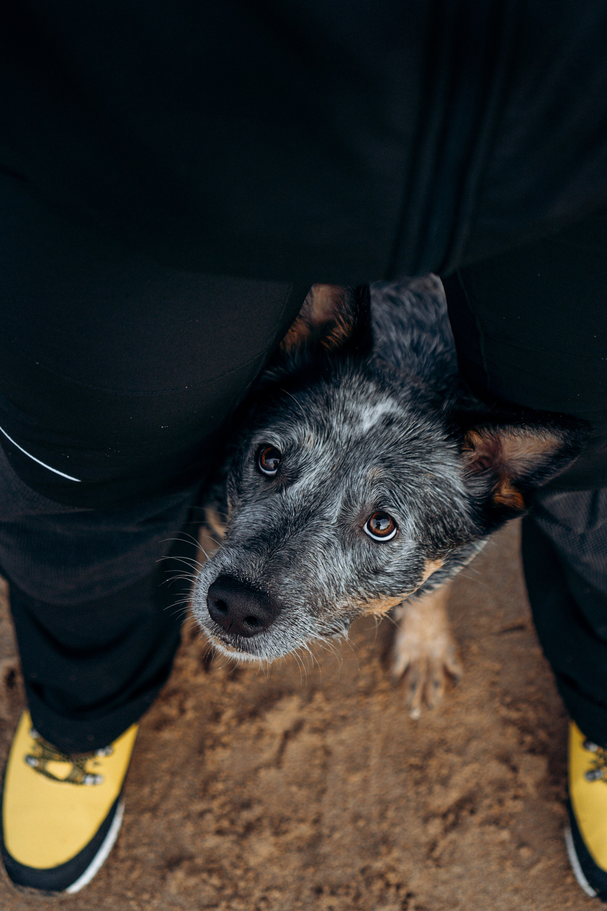 Polina and her Dakota, Australian Cattle Dog. Kat Laisaar — Pet photographer in Tallinn