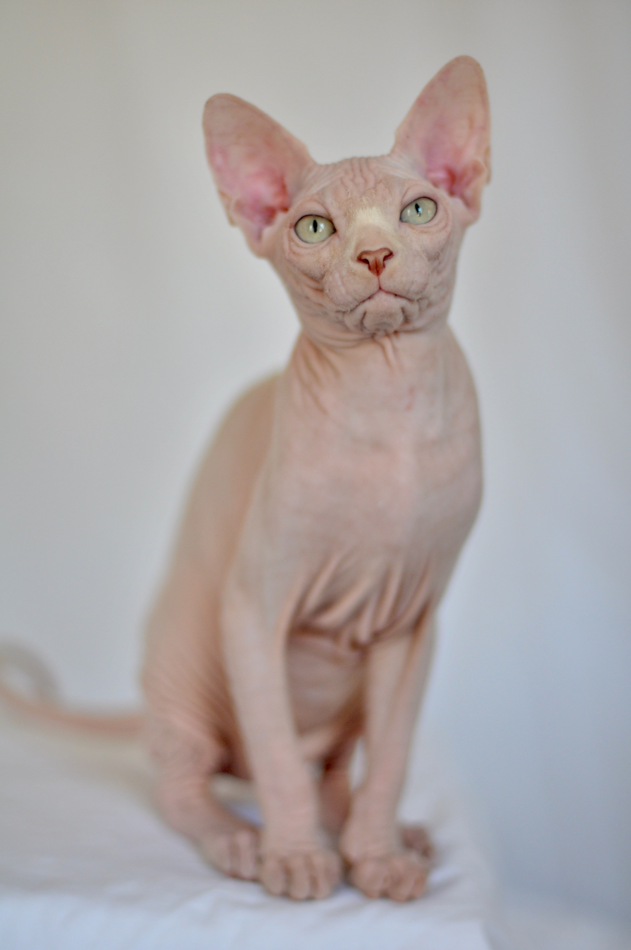 Canadian Sphynx kitten available to loving homes in Europe