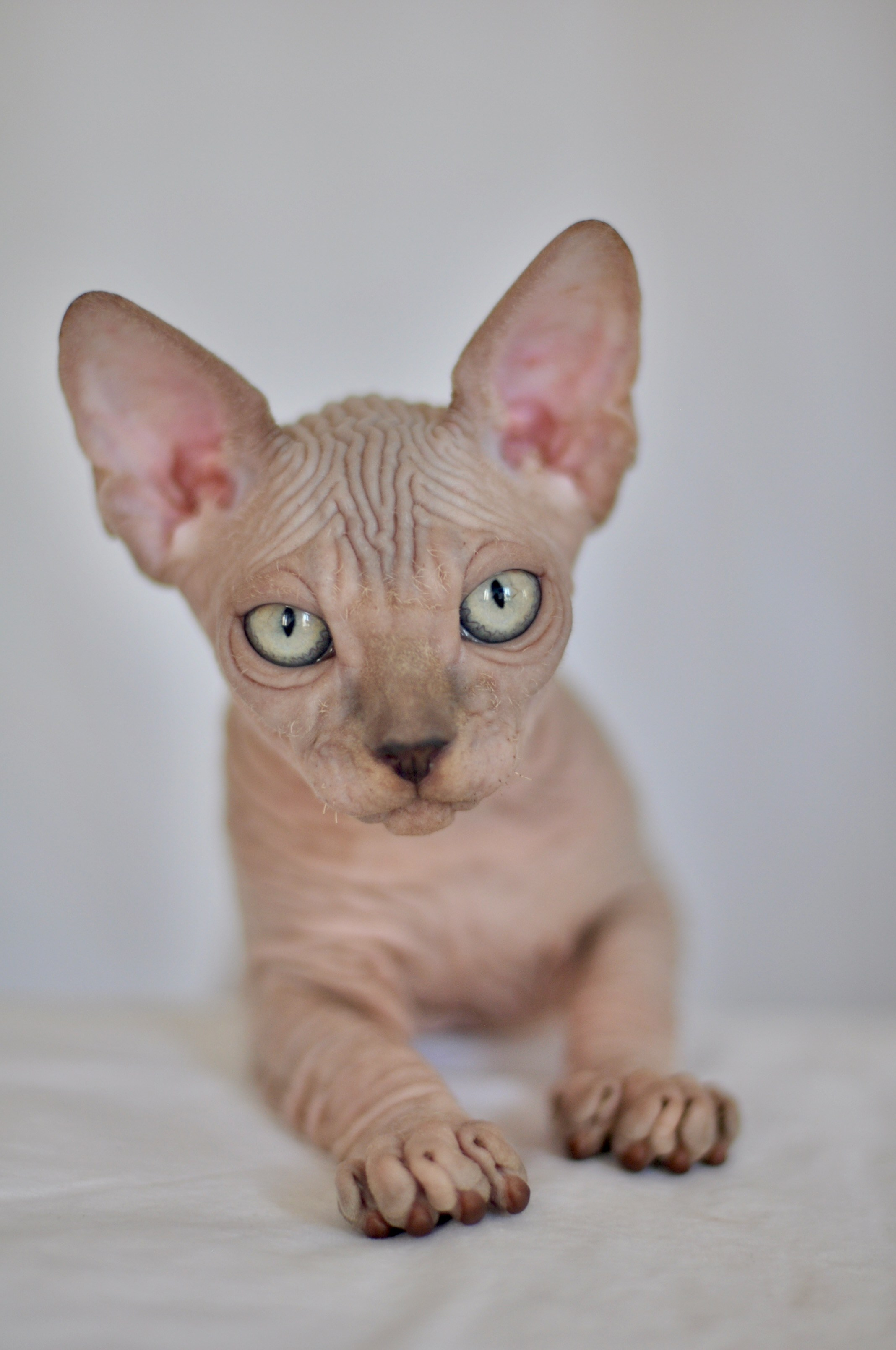IGGY ♂ DOB 22/05/2026 AVAILABLE. Питомник Канадских Сфинксов MURVEL, город Лимассол, Кипр