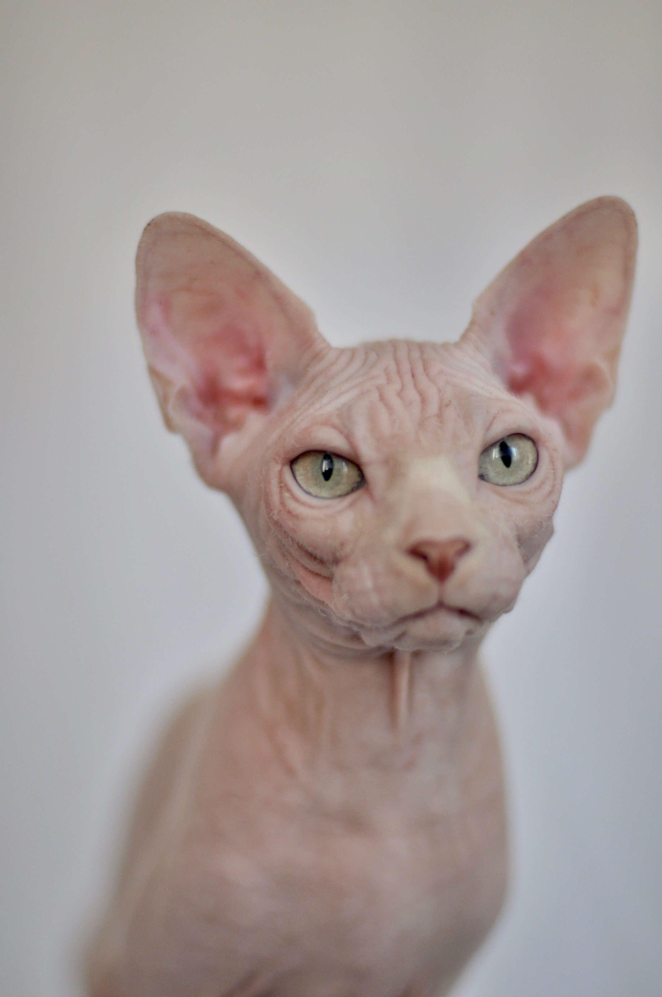 sphynx kittens Reykjavik