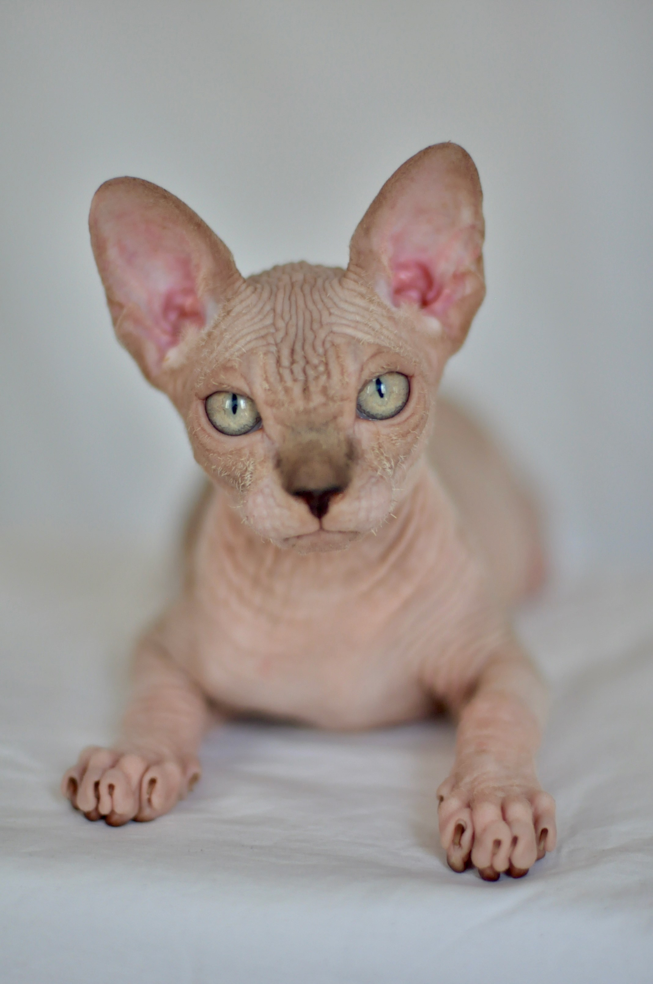sphynx kitten Cyprus