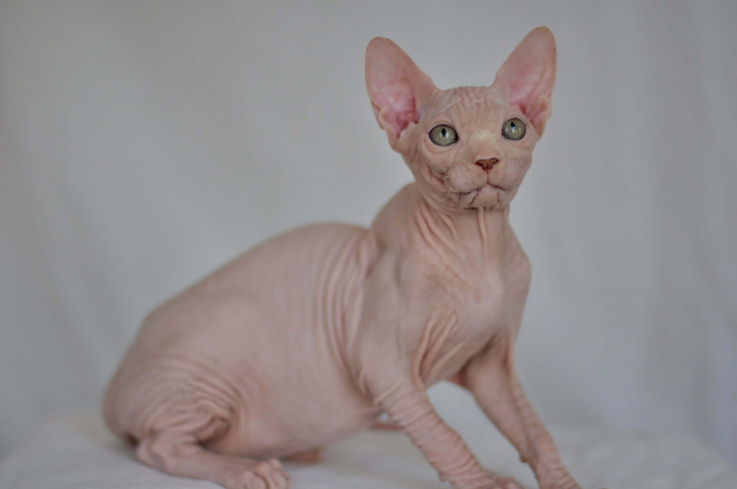 ICARUS ♂ DOB 22/05/2026 AVAILABLE. Питомник Канадских Сфинксов MURVEL, город Лимассол, Кипр