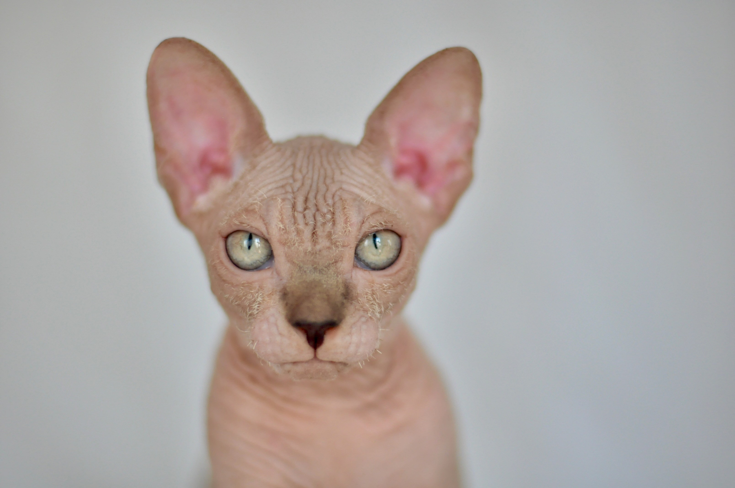 sphynx kitten Cyprus