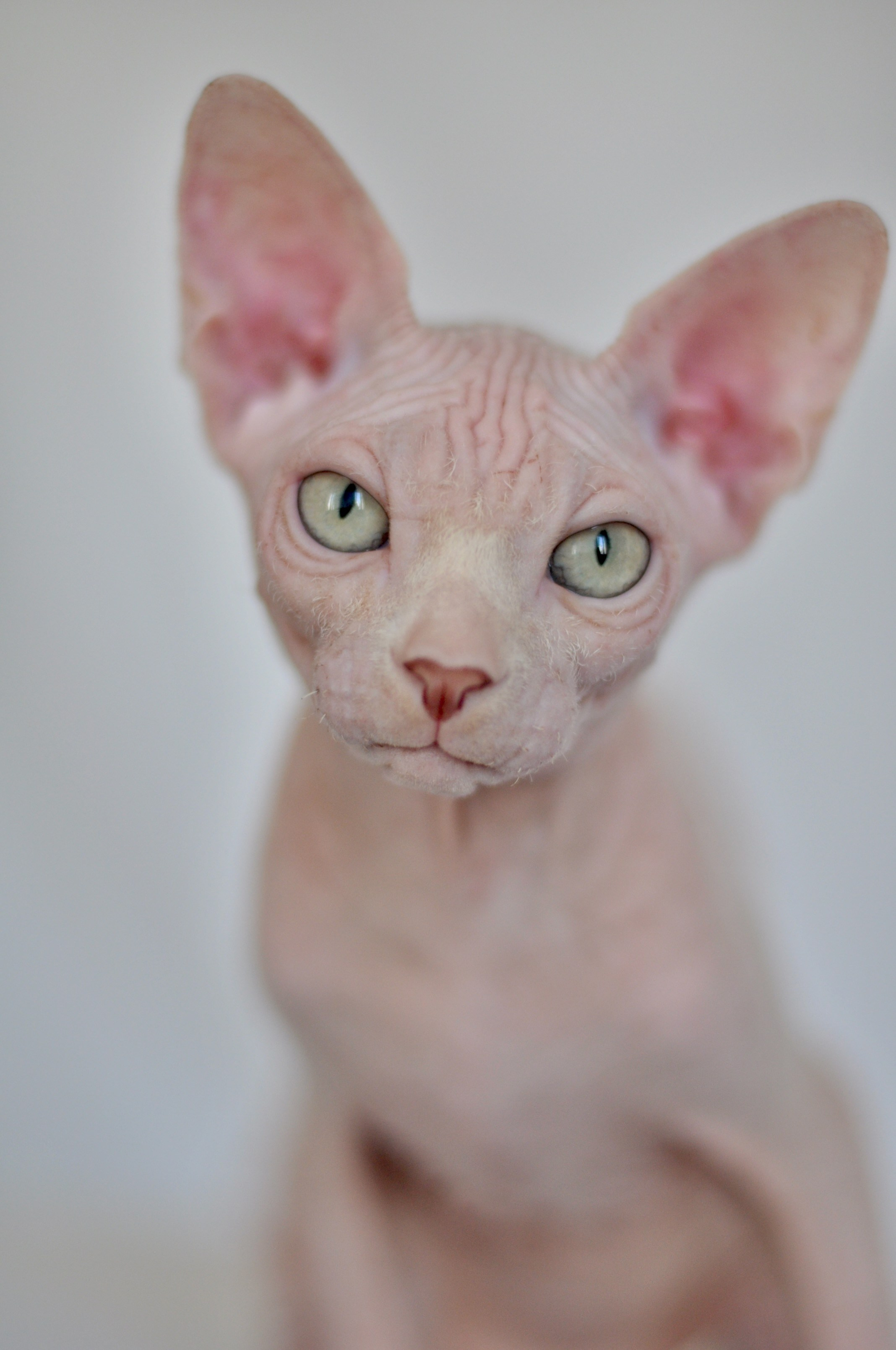 sphynx London, Birmingham, sphynx cat for sale London, sphynx cat for sale Birmingham