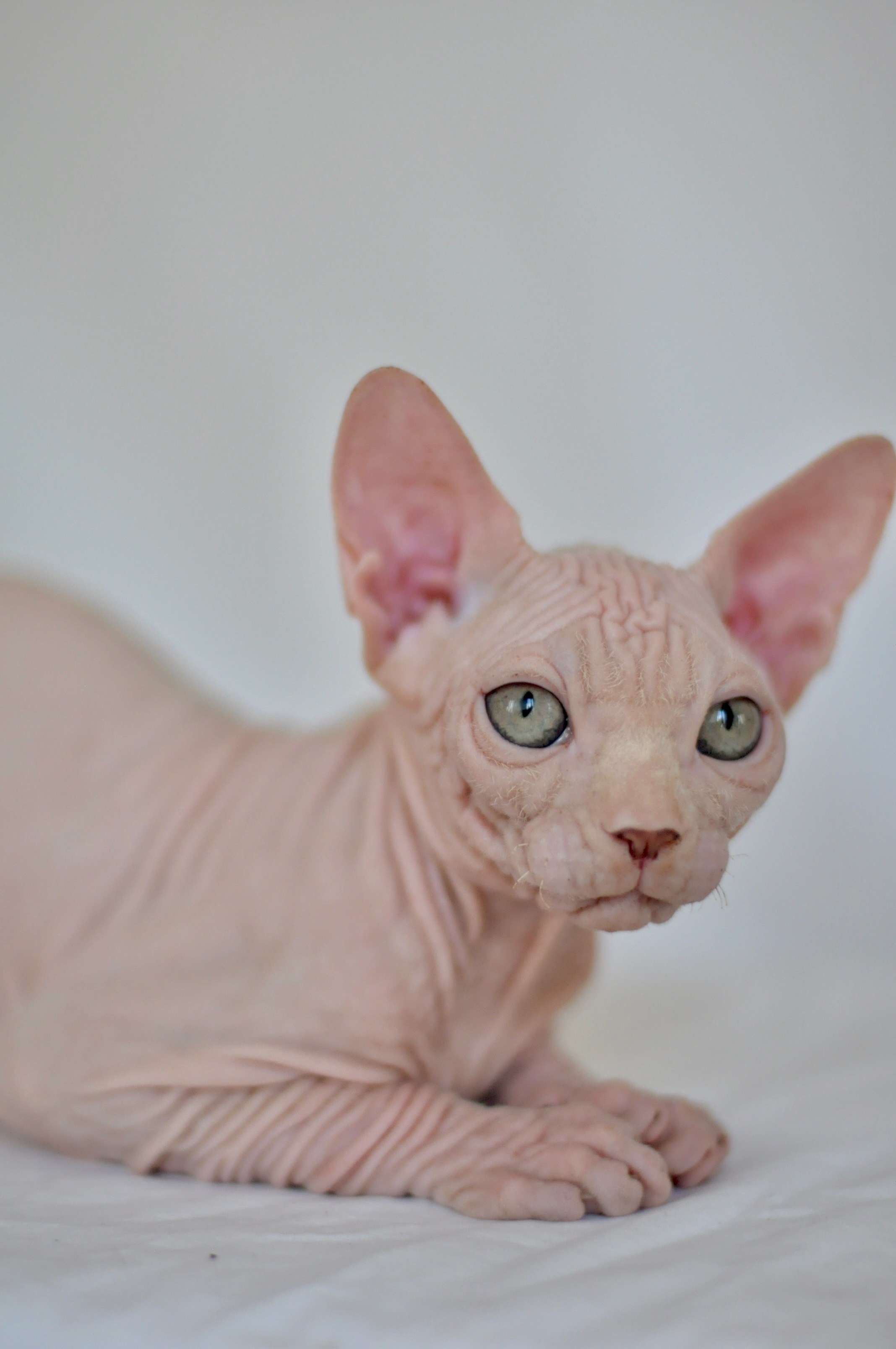 ICARUS ♂ DOB 22/05/2026 AVAILABLE. Питомник Канадских Сфинксов MURVEL, город Лимассол, Кипр