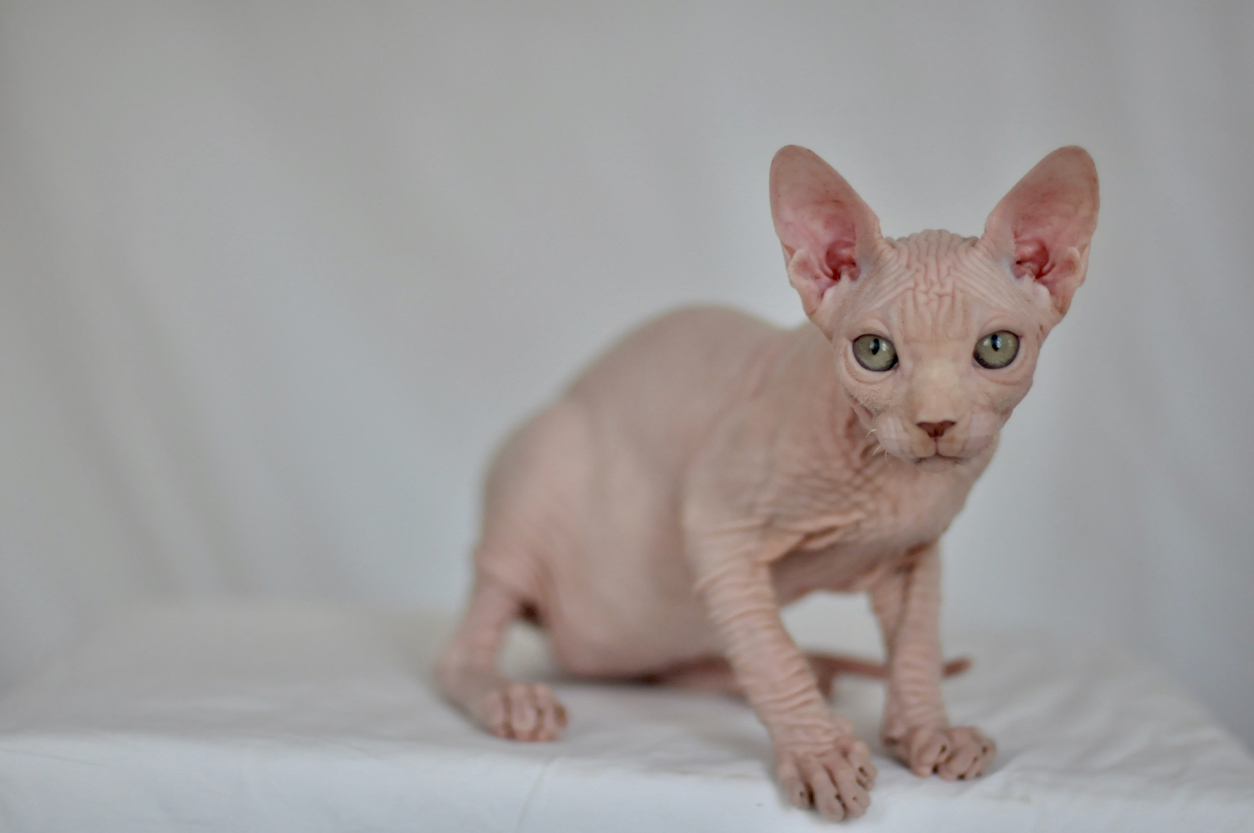 ICARUS ♂ DOB 22/05/2026 AVAILABLE. Питомник Канадских Сфинксов MURVEL, город Лимассол, Кипр