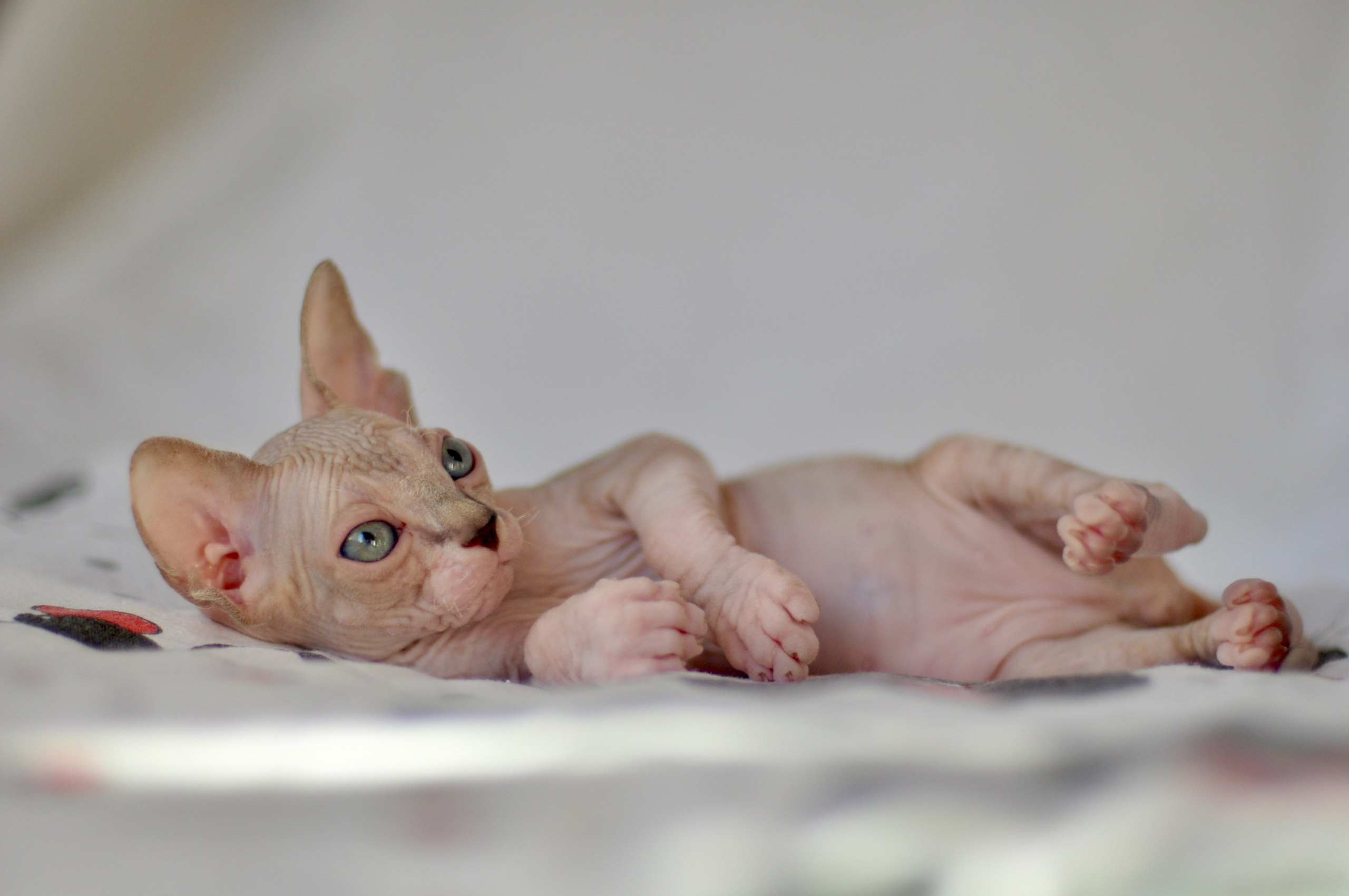 sphynx kitten Cyprus