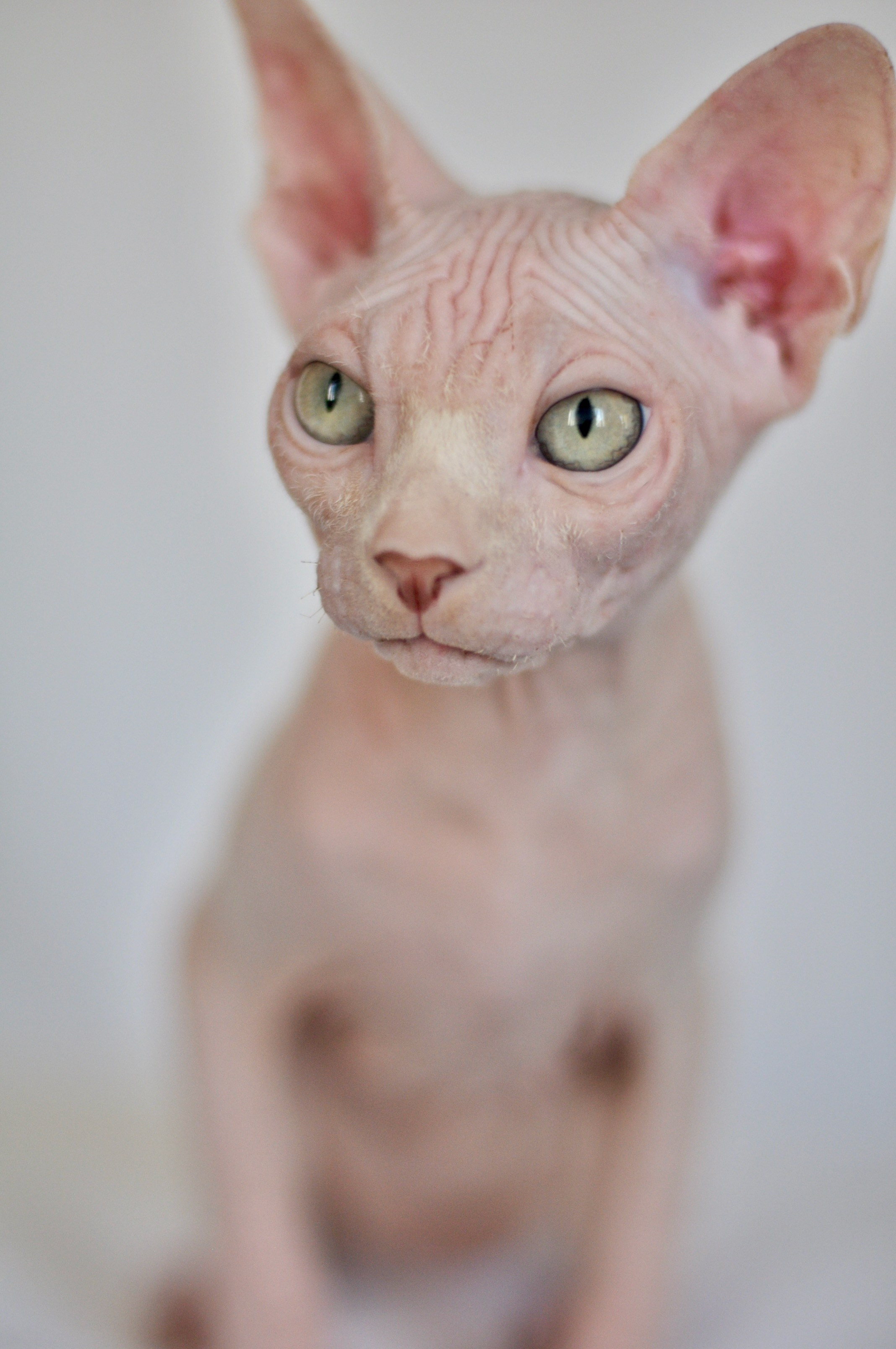 sphynx kittens Boston, sphynx kittens New York, sphynx kittens for sale Boston, sphynx kittens for sale New York