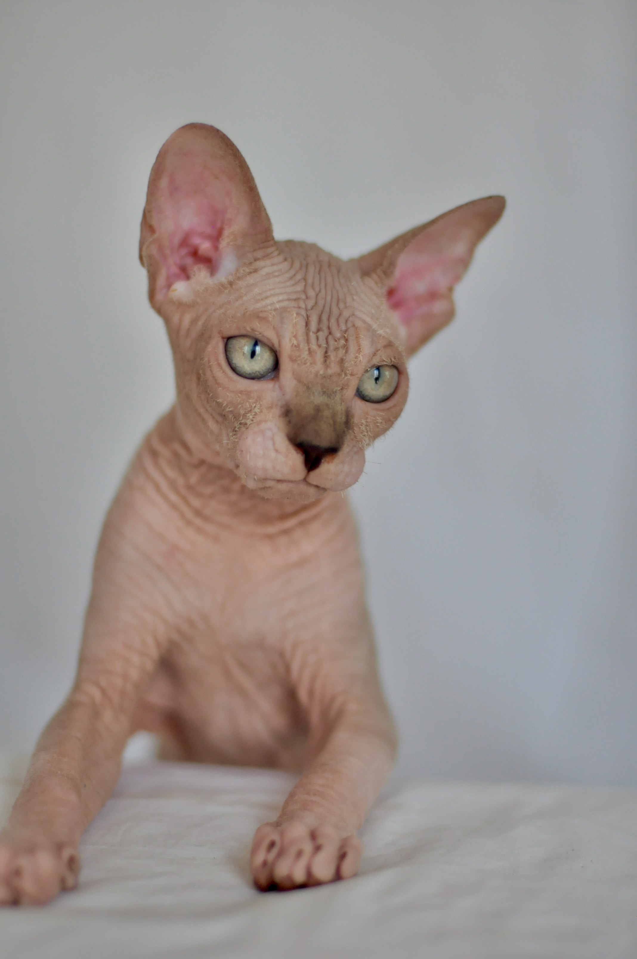 sphynx kitten Cyprus