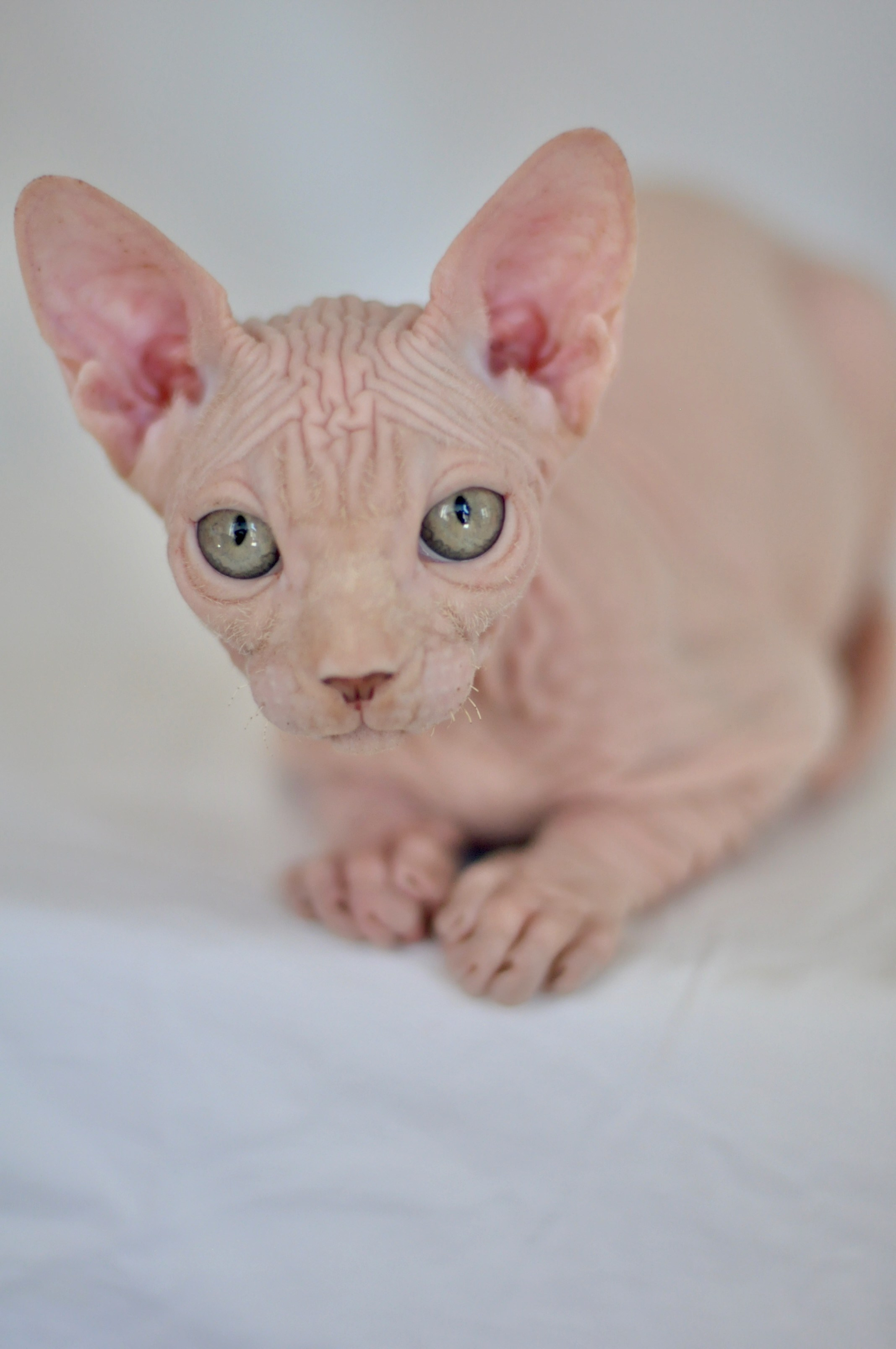ICARUS ♂ DOB 22/05/2026 AVAILABLE. Питомник Канадских Сфинксов MURVEL, город Лимассол, Кипр